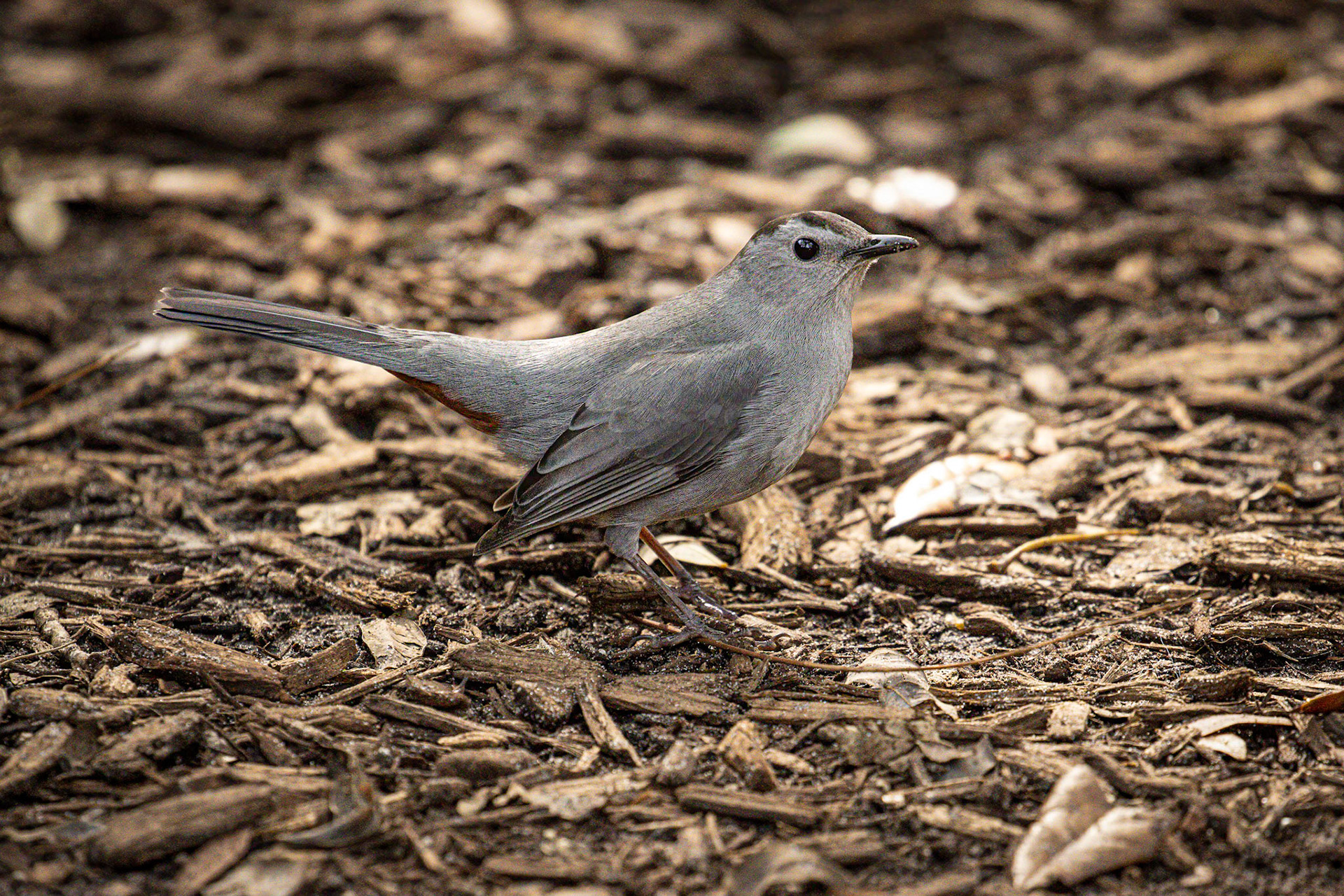 Gray Catbird