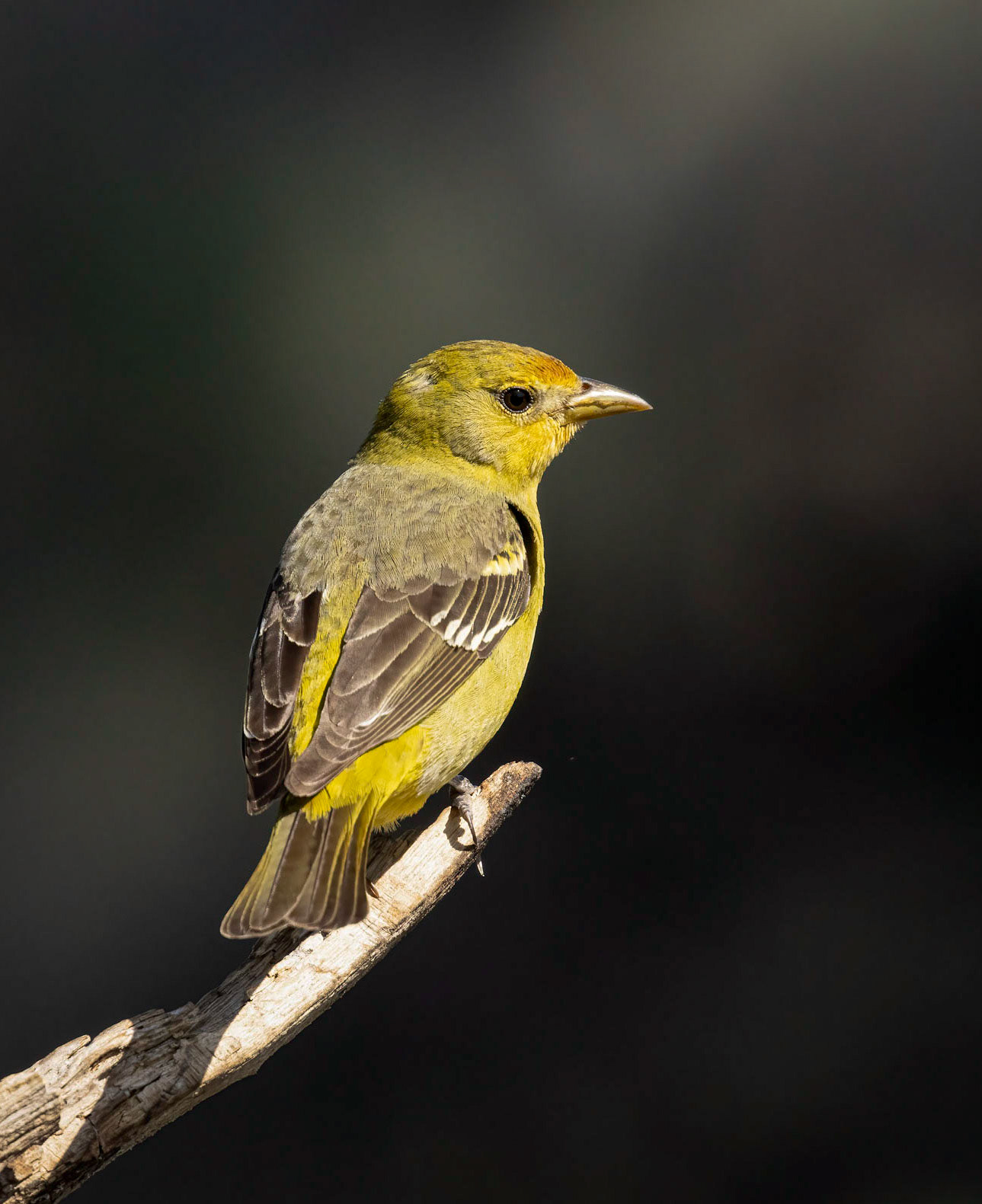 Western Tanager (Female)