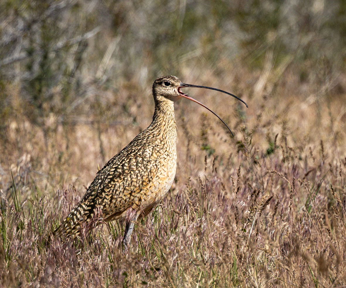 Long-billed Curlew