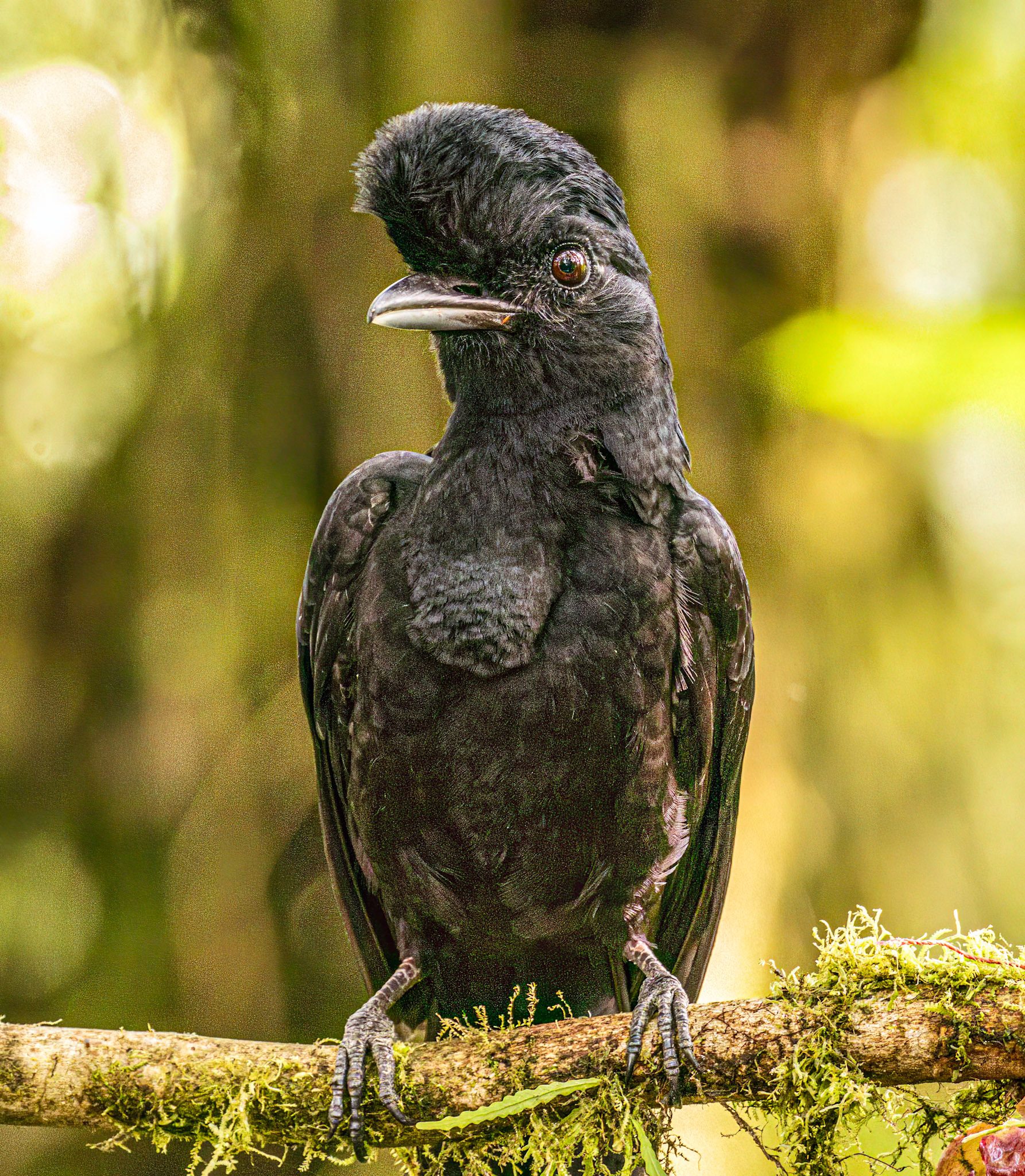 Long-wattled Umbrellabird