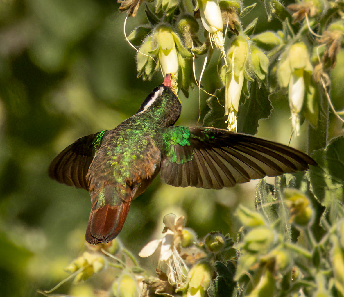 Xantus's Hummingbird