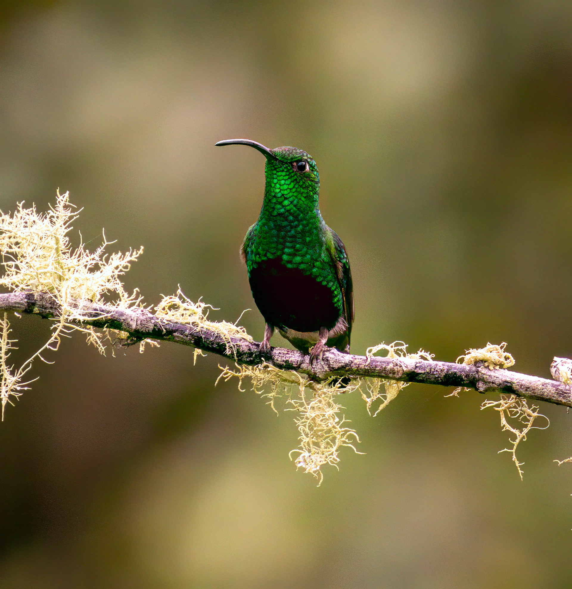 Mountain Velvetbreast