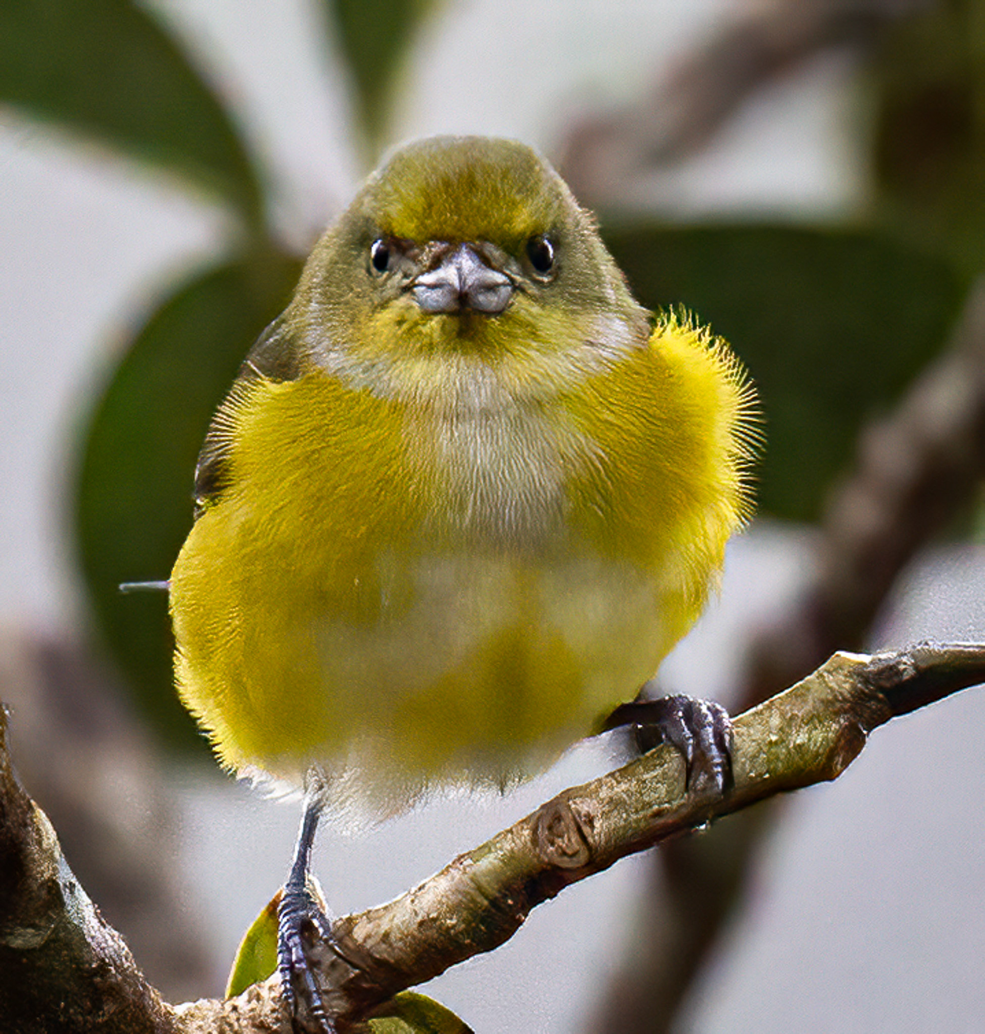 Yellow-throated Euphonia