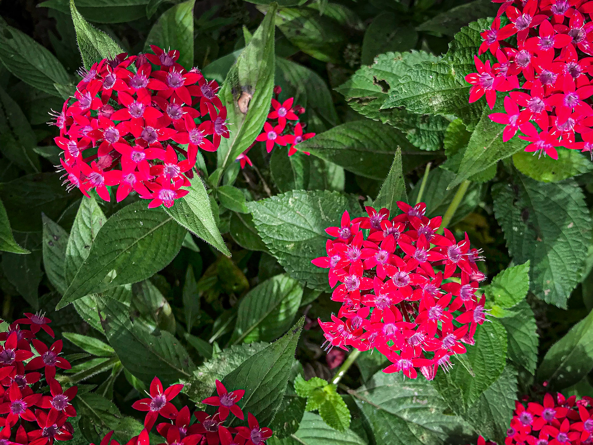 Detail, Hotel Bougainvillea