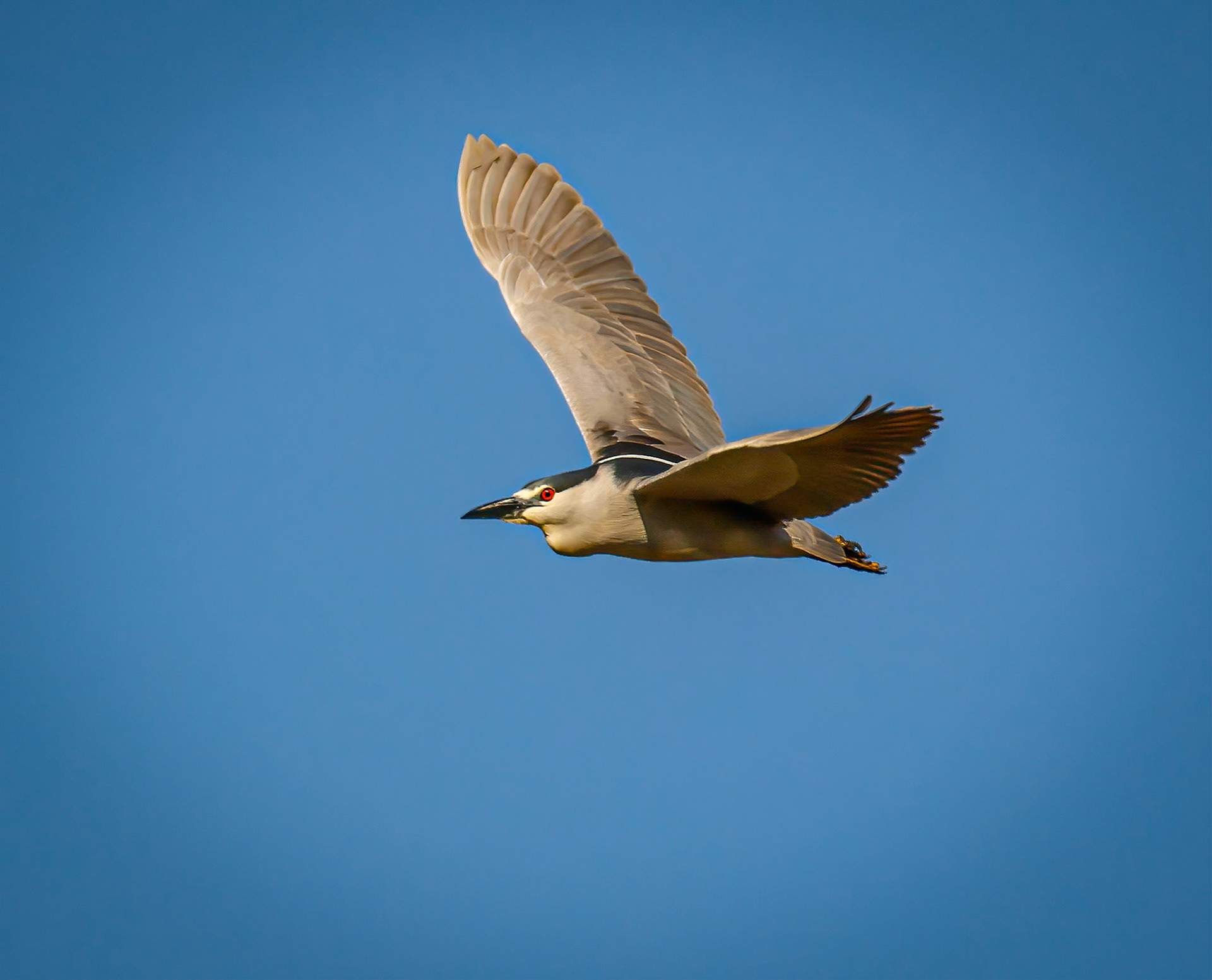 Black-crowned Night-Heron