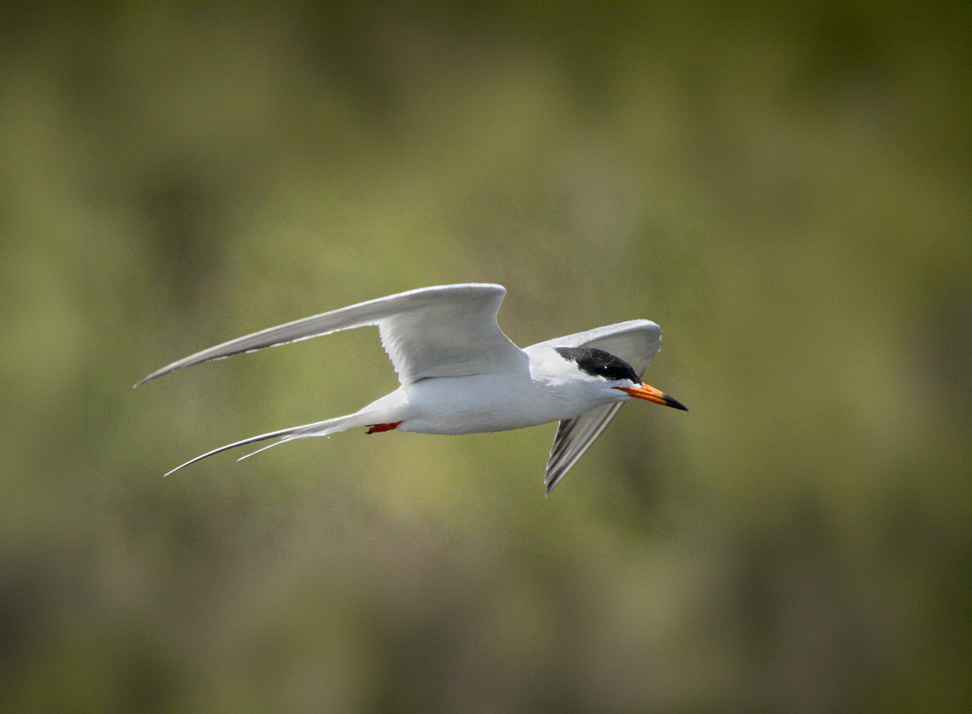 Forster's Tern