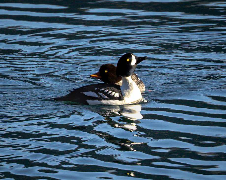 Barrow's Golden-eye Duck