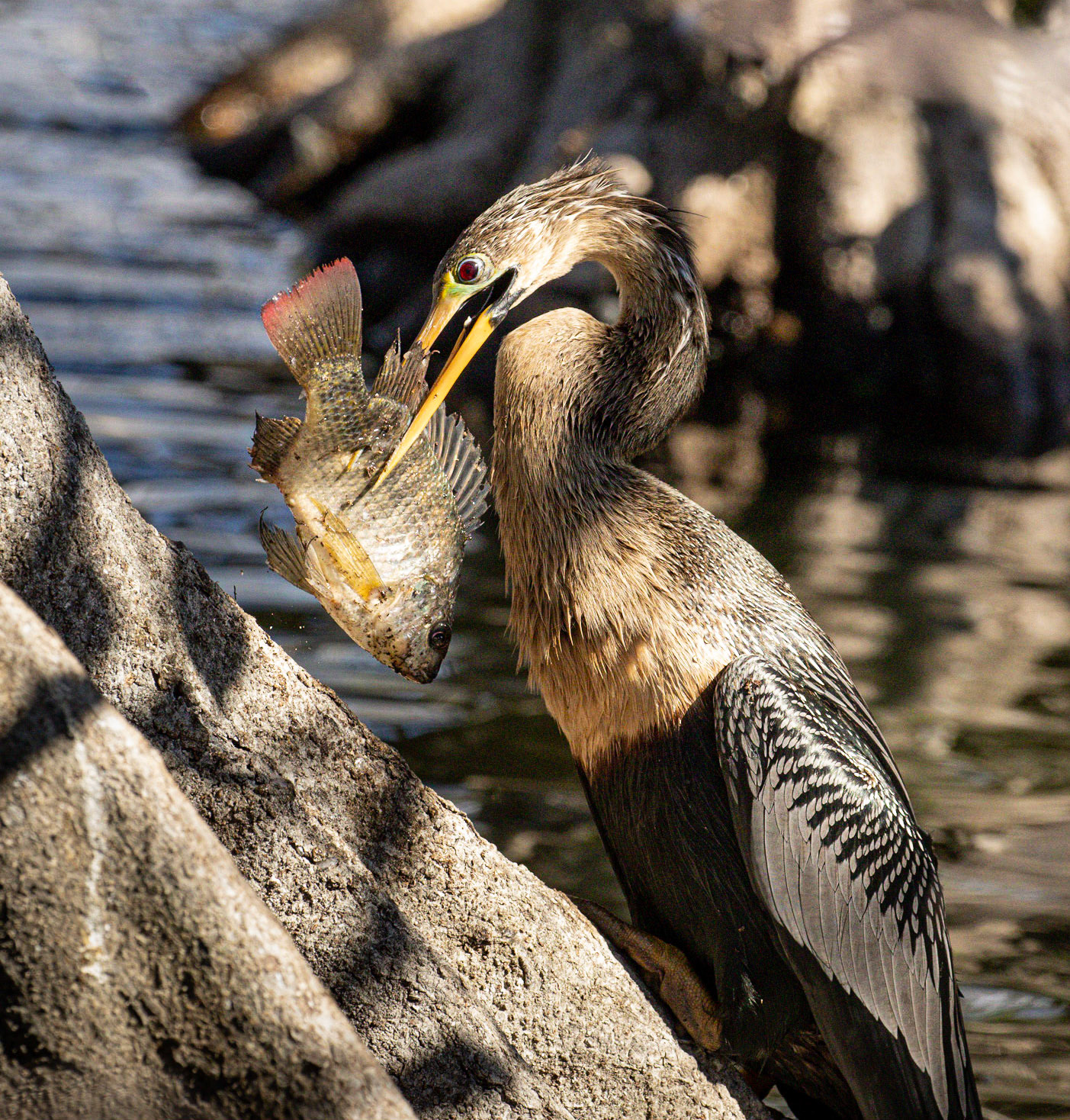 Anhinga