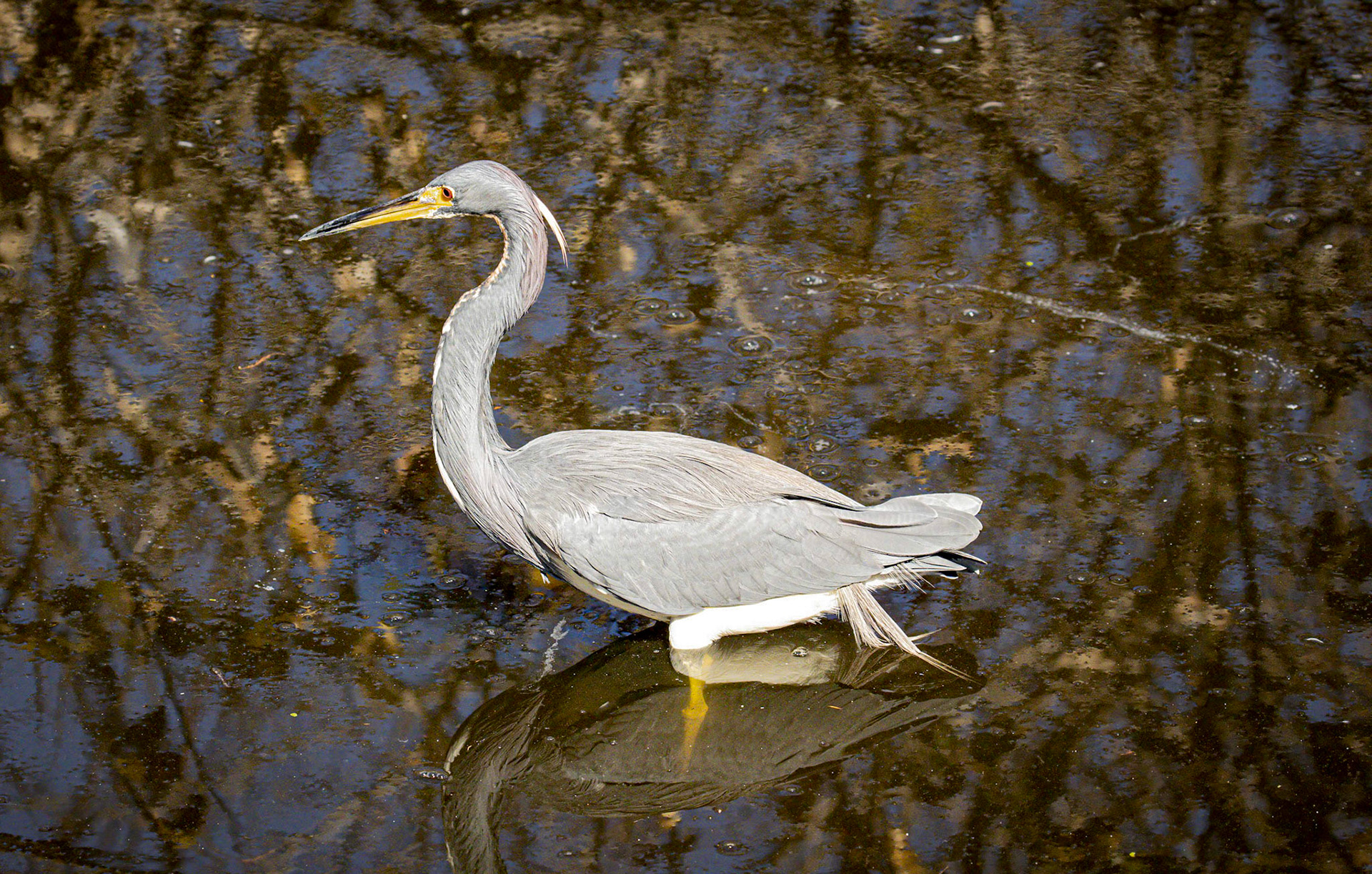 Tri-colored Heron
