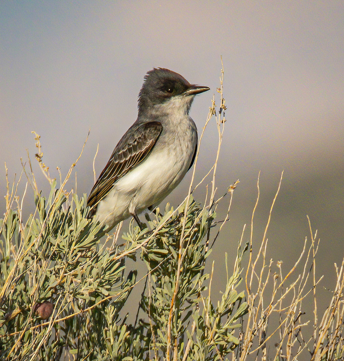 Eastern Kingbird