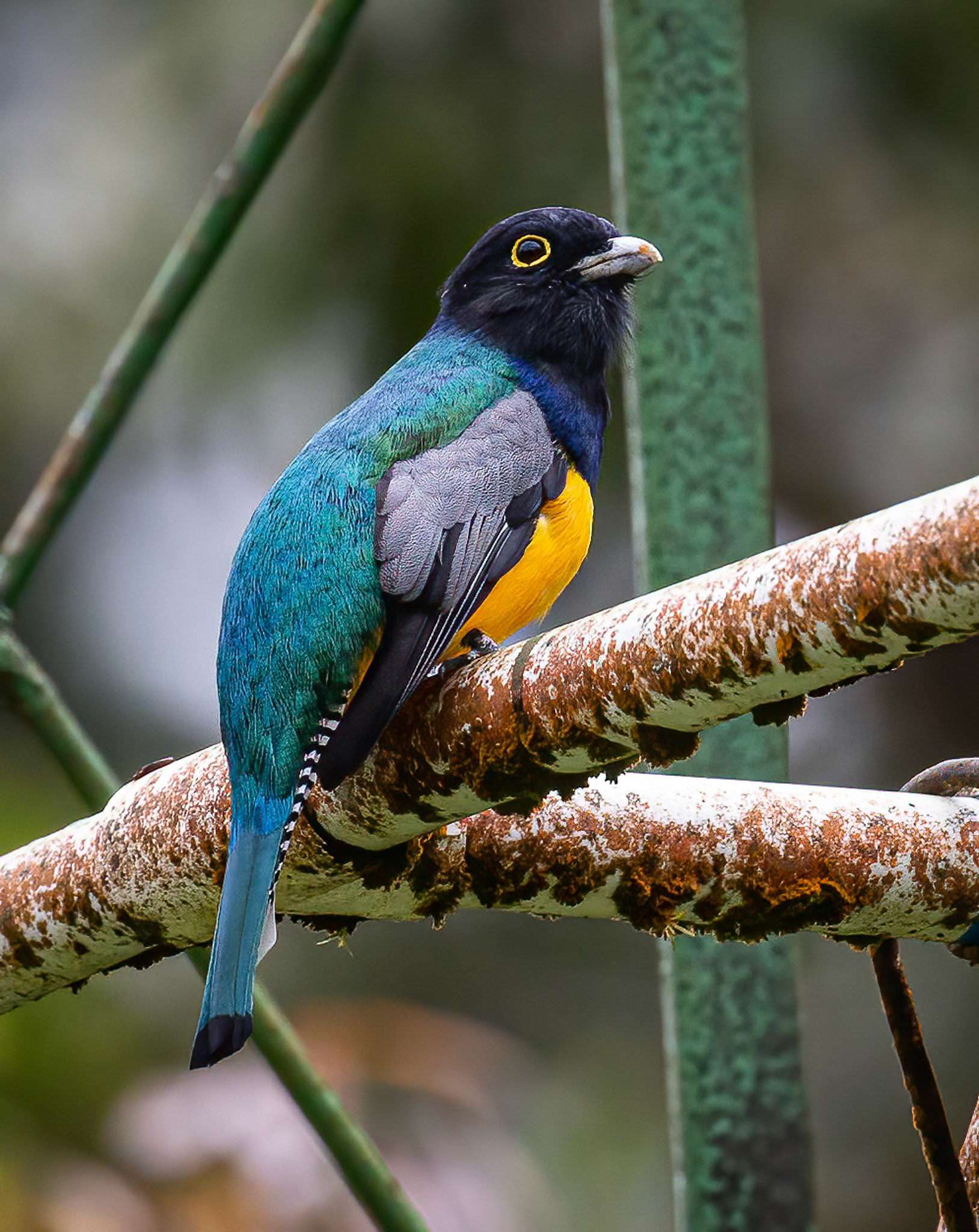 Gartered Trogon