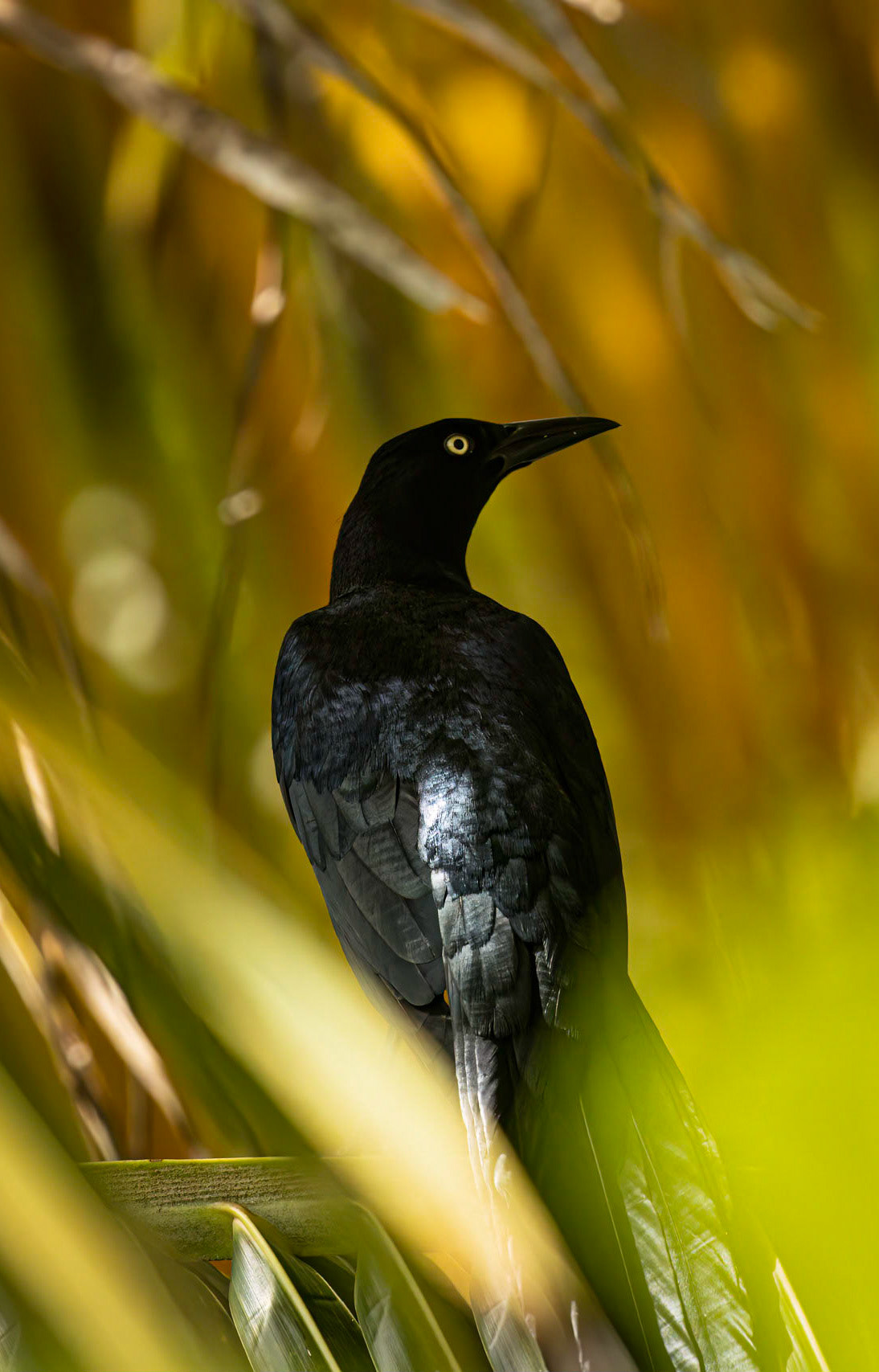 Great-tailed Grackle