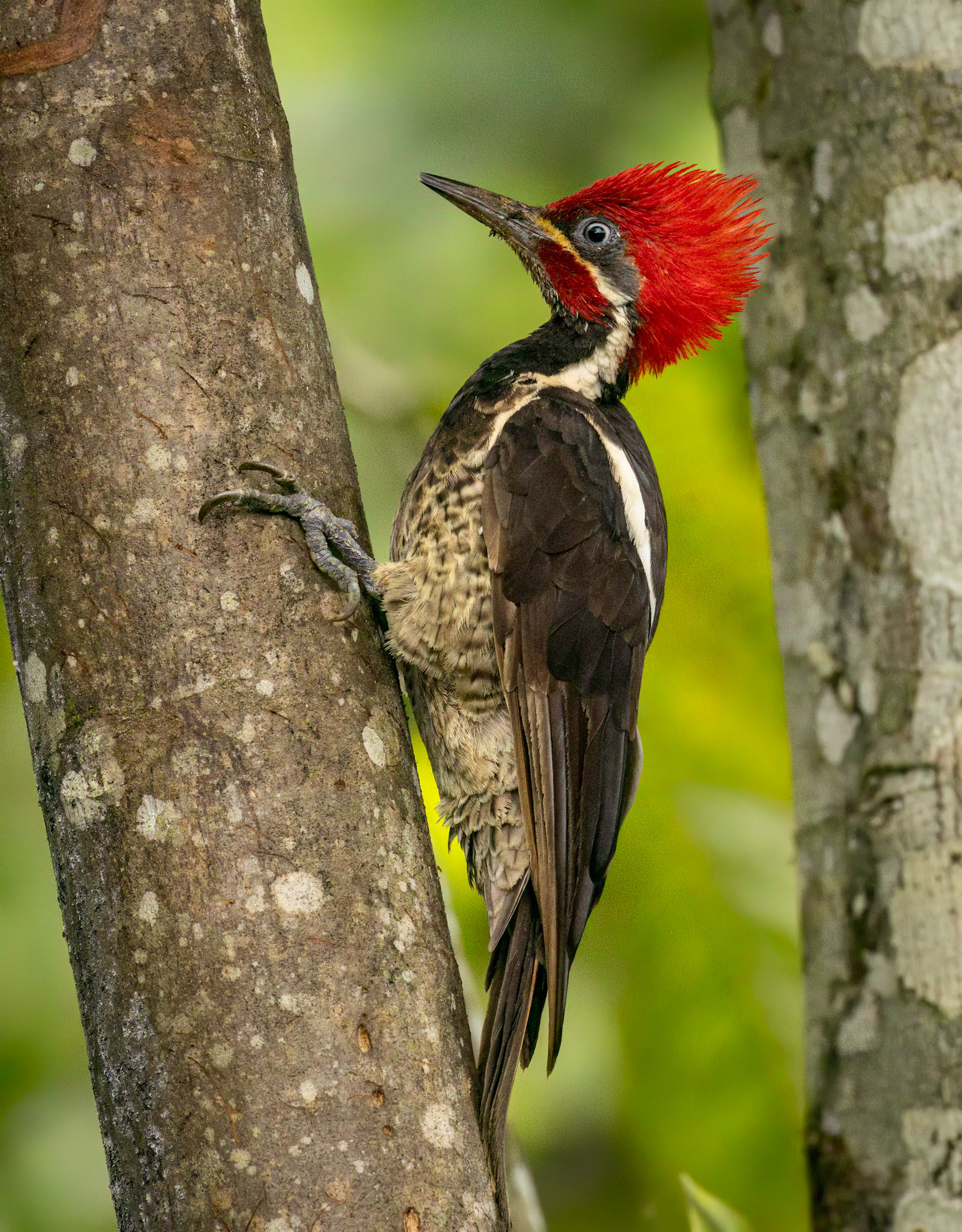 Lineated Woodpecker