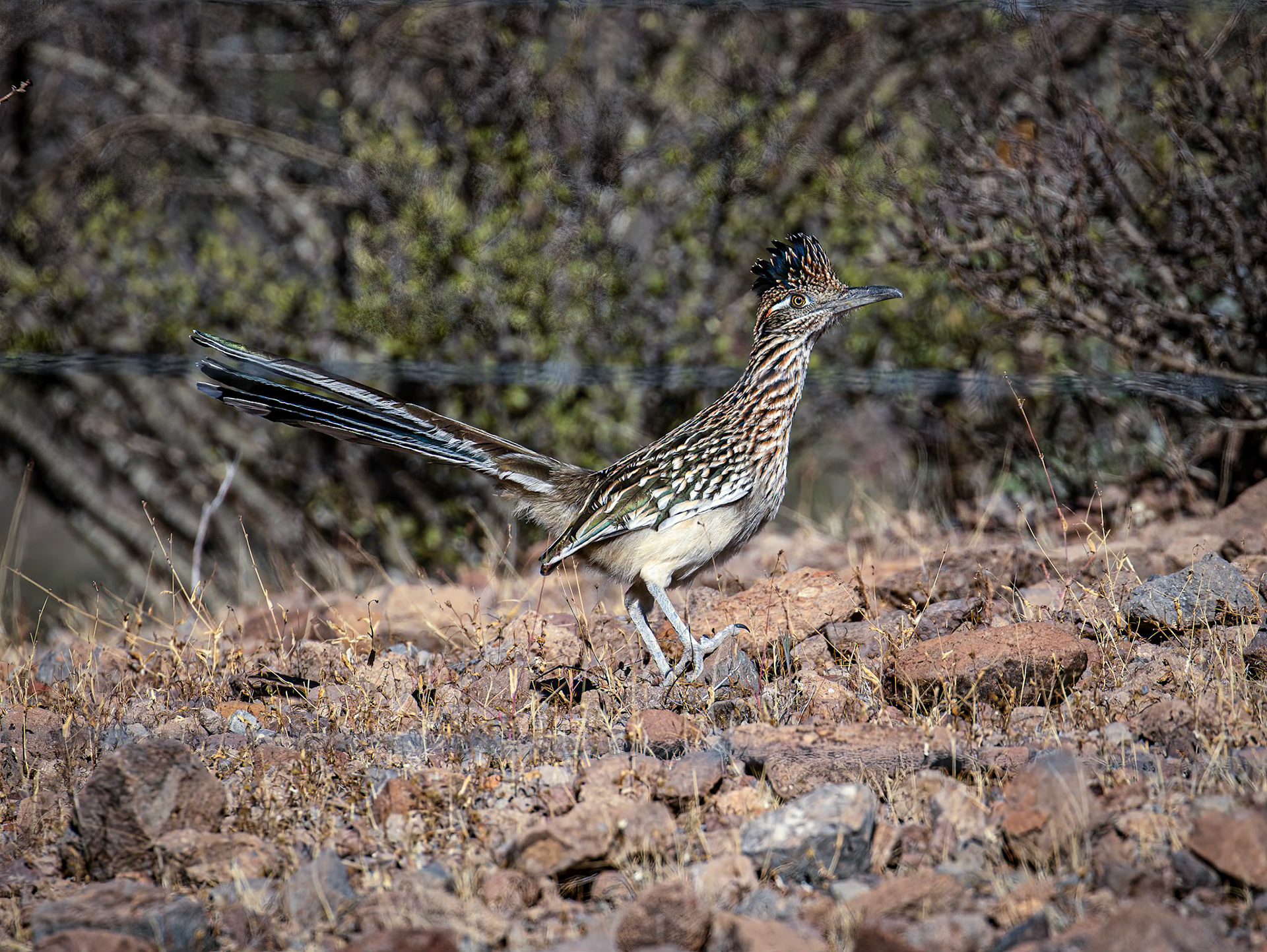 Greater Roadrunner