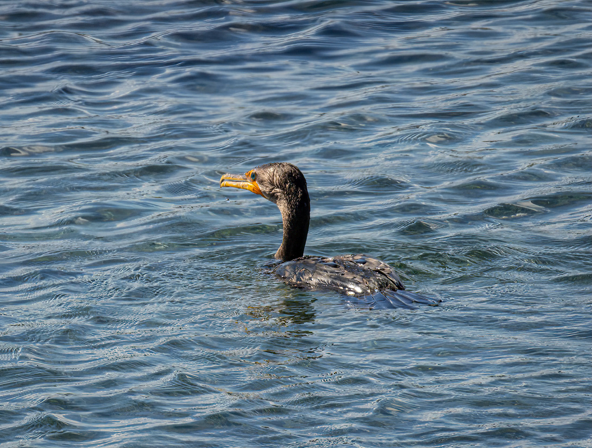 Double-crested Cormorant