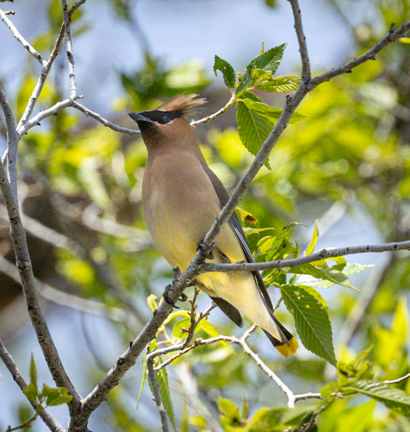 Cedar Waxwing