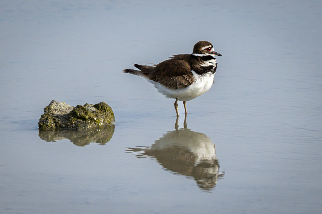 Killdeer