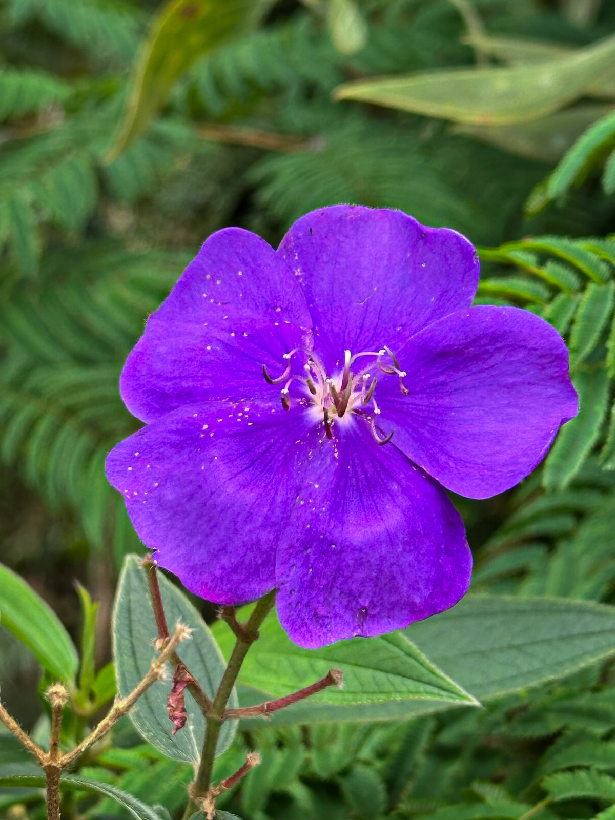 Reserva Mashpi-Amagusa