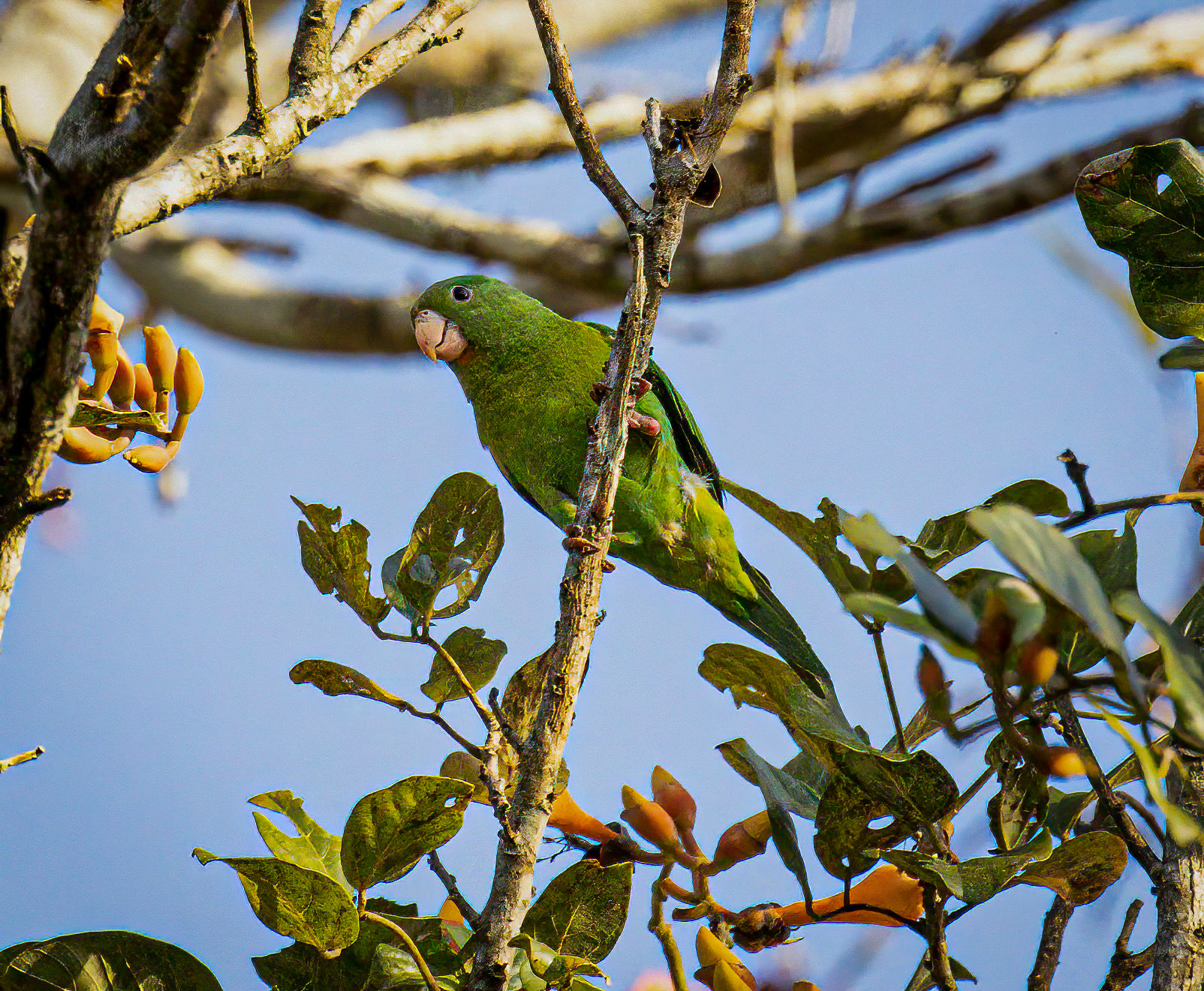 Orange-chinned Parakeet in Metropolitan Park, Panama City