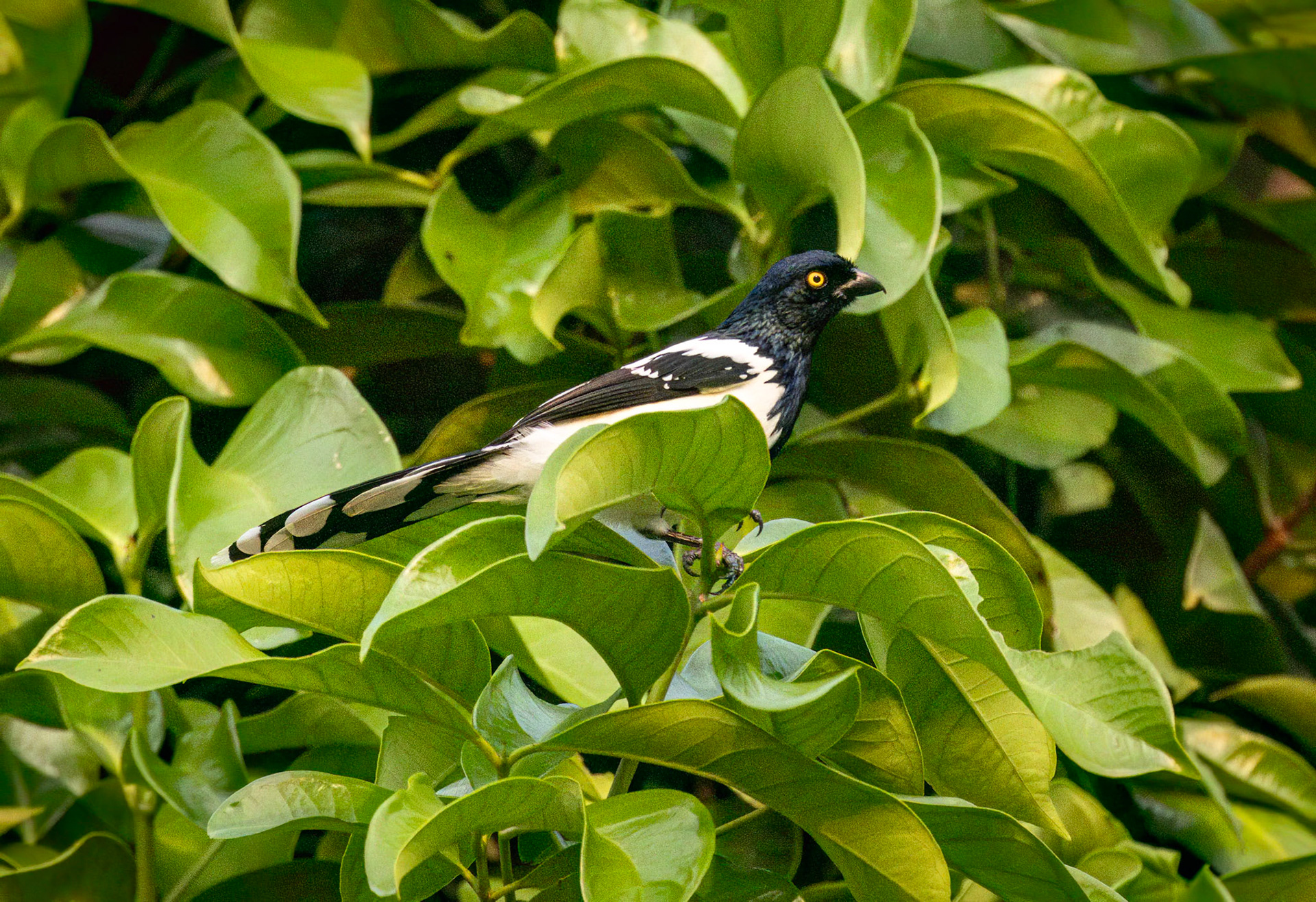 Magpie Tanager