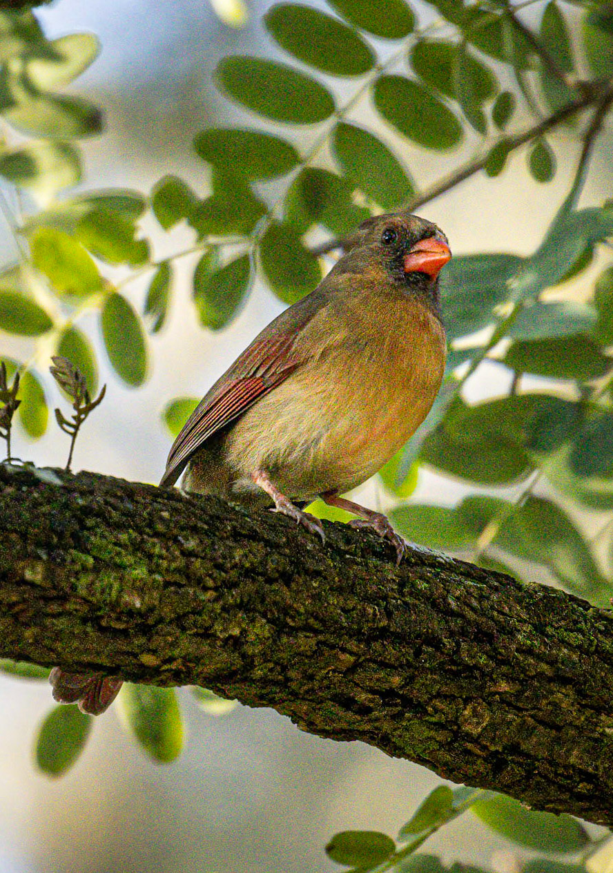Northern Cardinal
