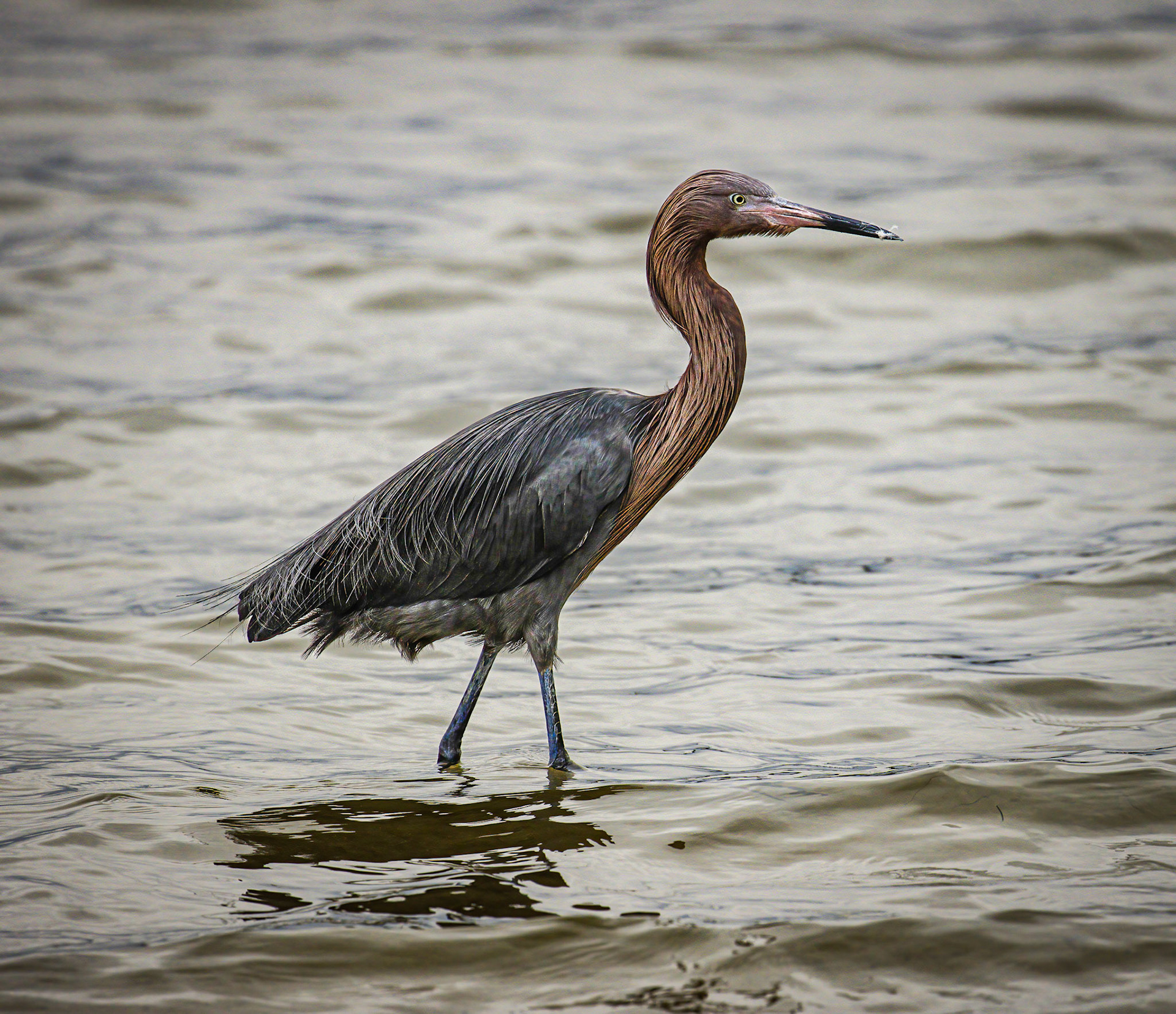 Reddish Heron