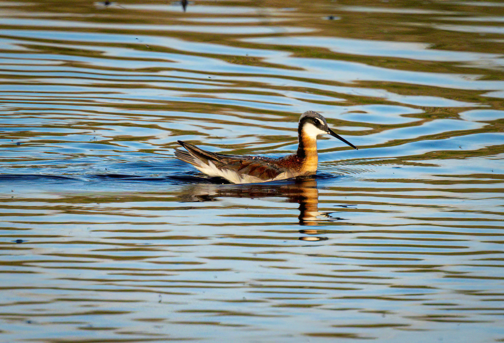 Wilson's Phalarope