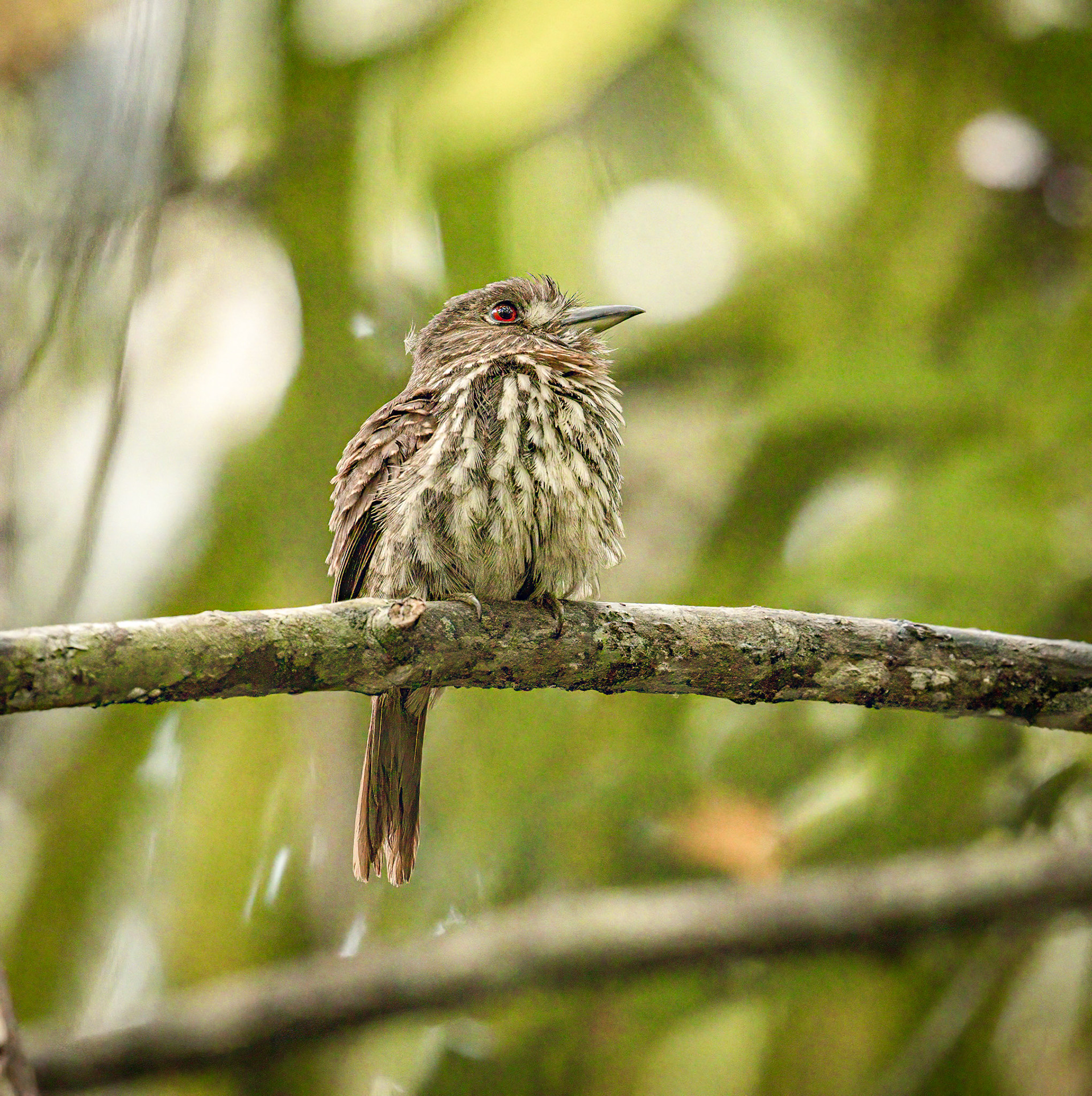 White-whiskered Puffbird