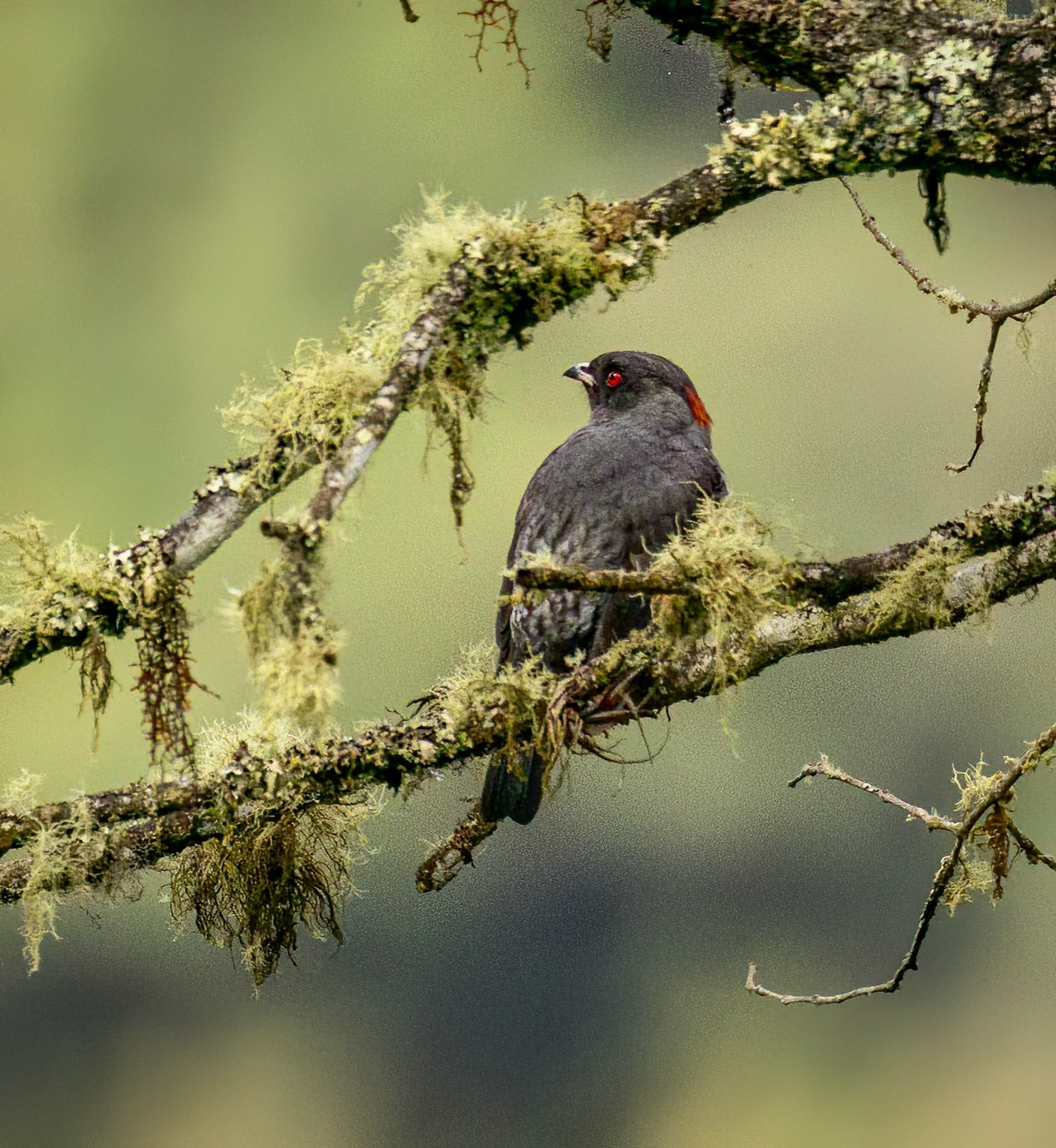 Red-crested Cotinga
