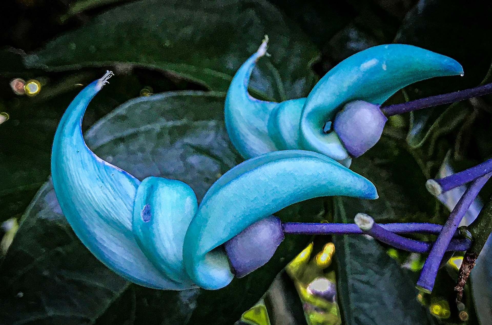 Detail, Hotel Bougainvillea