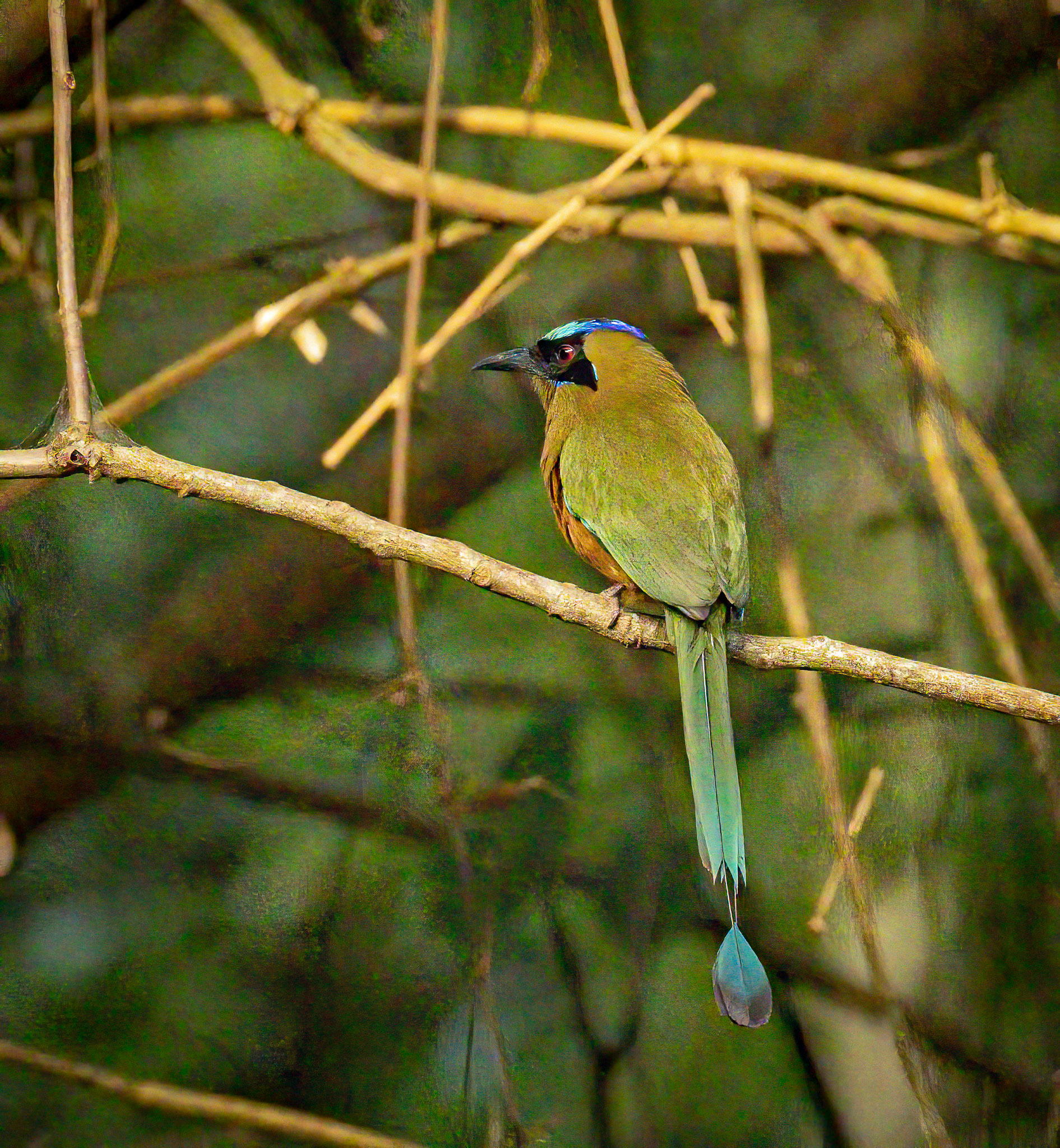 Whooping Motmot