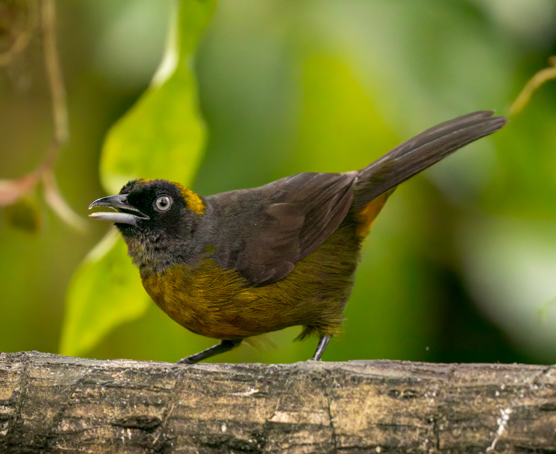 Dusky-faced Tanager