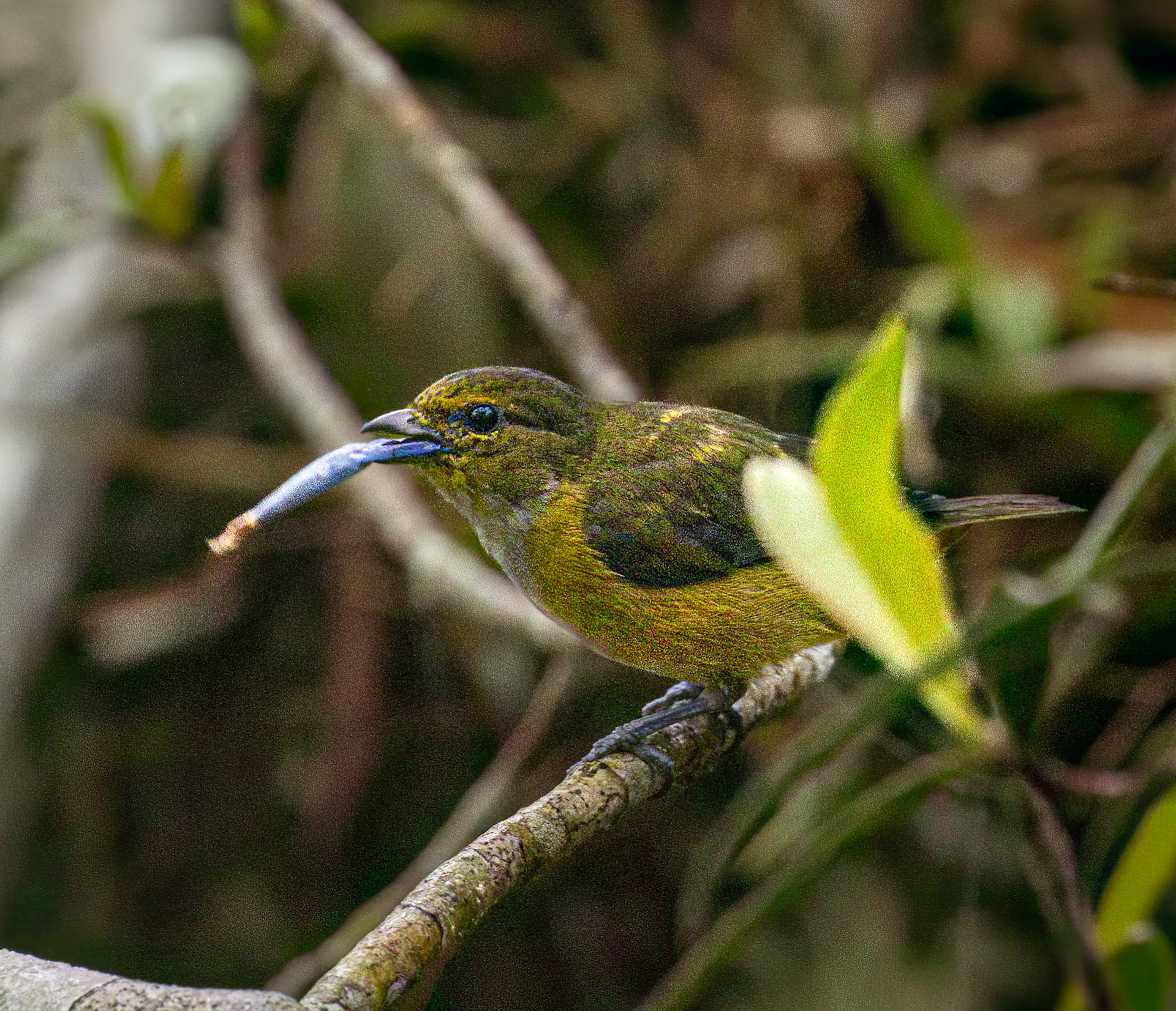 White-vented Euphonia