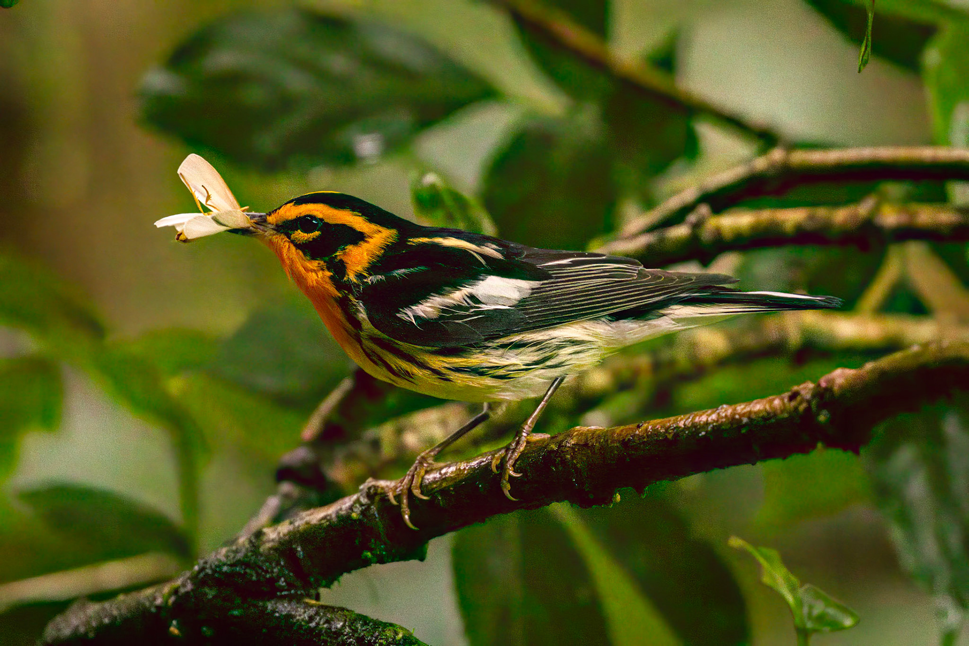 Blackburnian Warbler