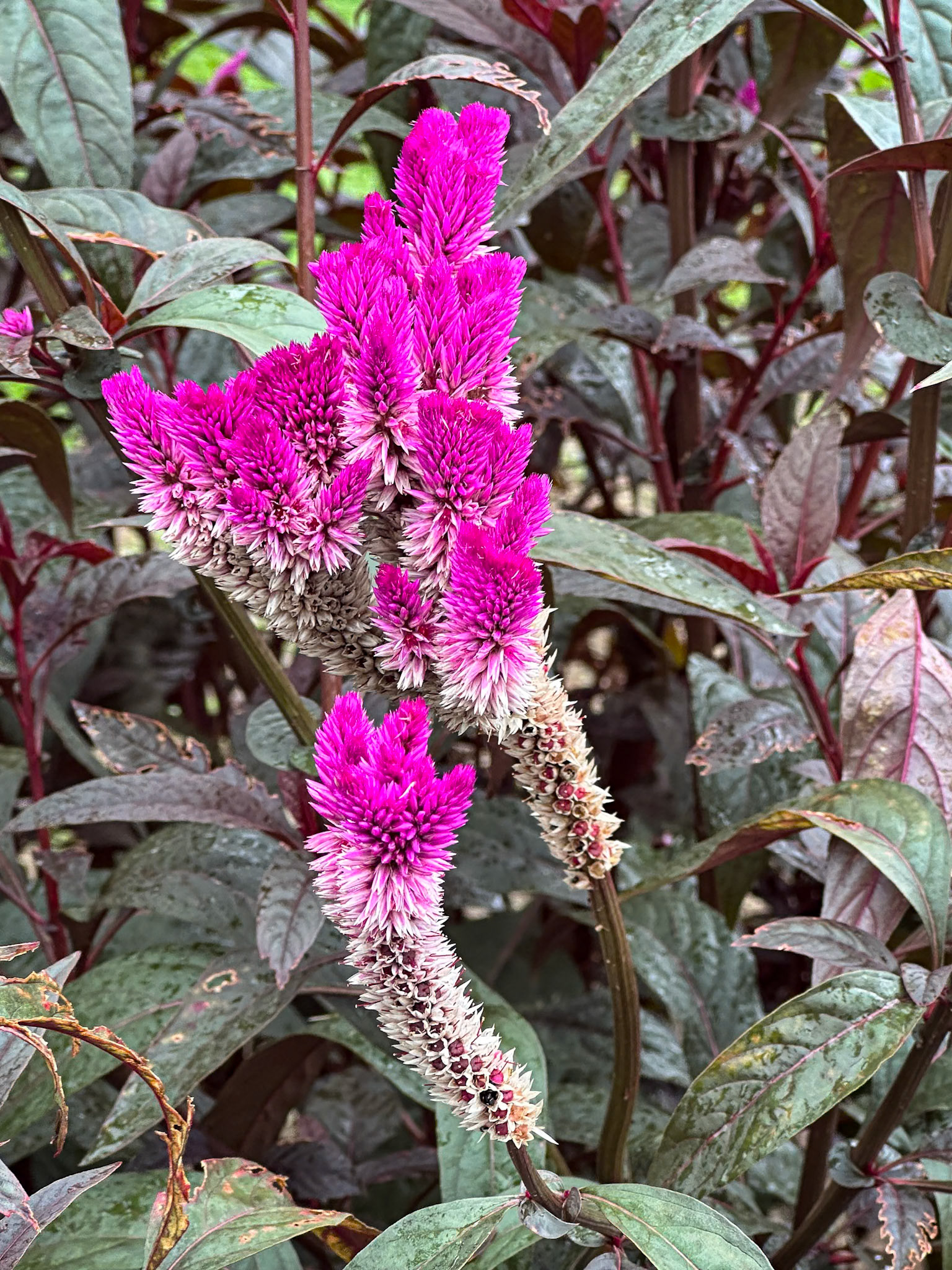 Flamingo Feather Flower
