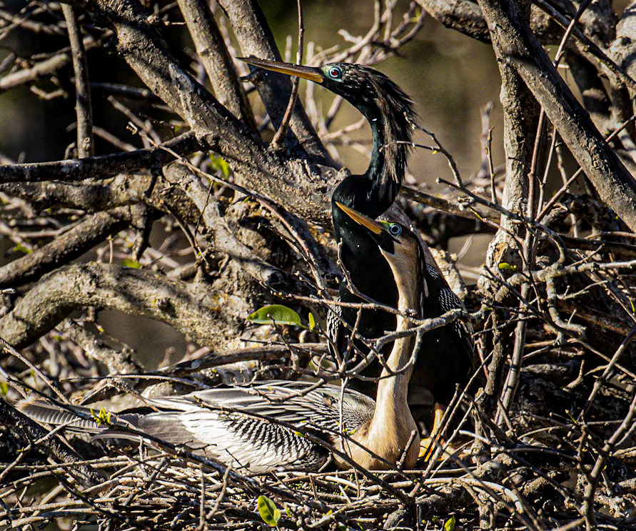 Anhinga