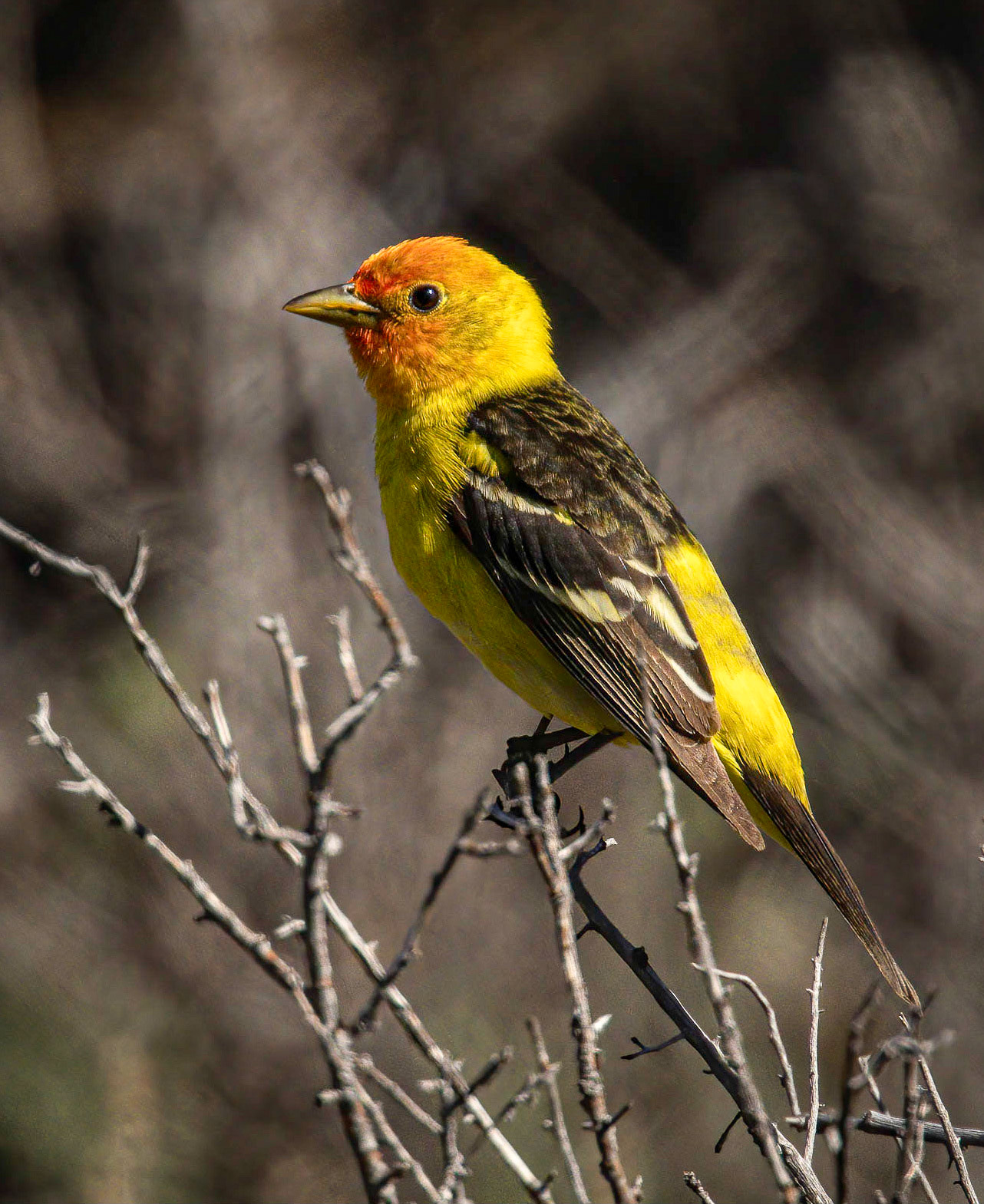Western Tanager (male)
