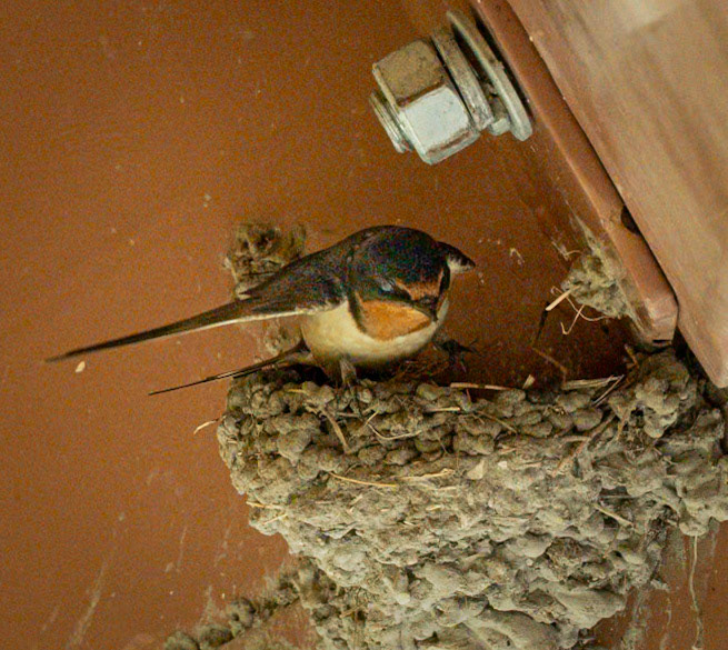 Barn Swallow