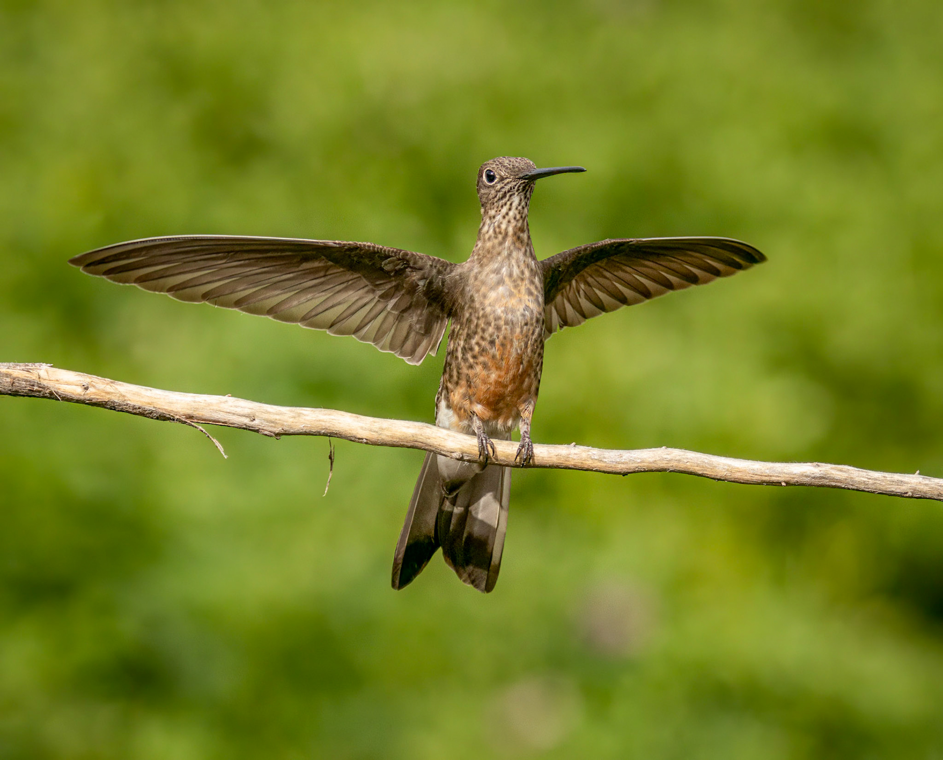 Giant Hummingbird