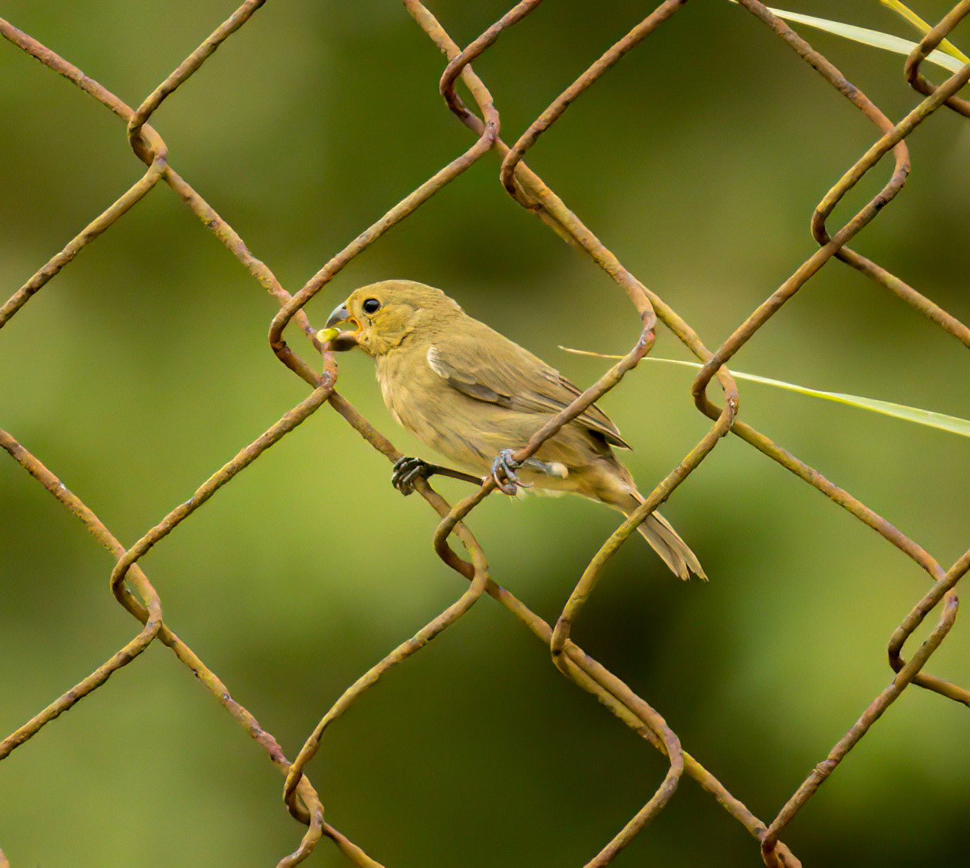 Variable Seedeater