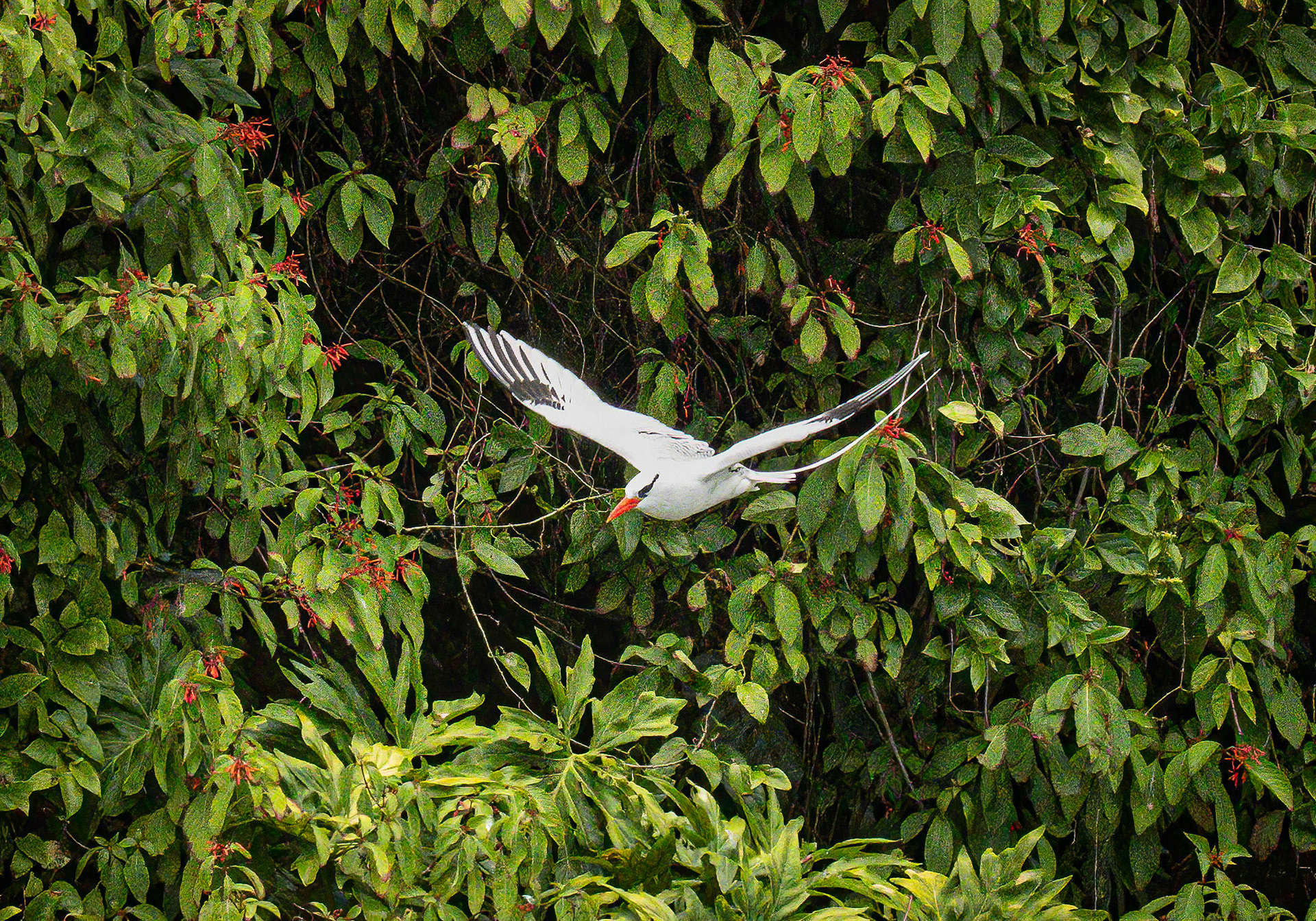 Red-billed Tropicbird on "Bird Island."