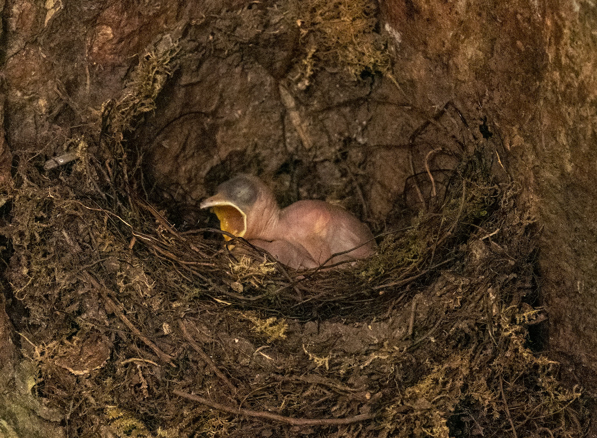 Unidentified nestling in Kapok Tree
