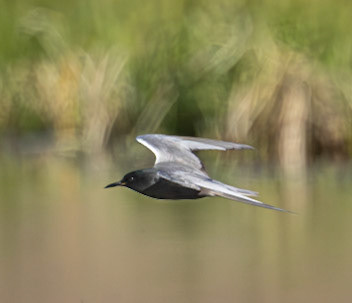 Black Tern