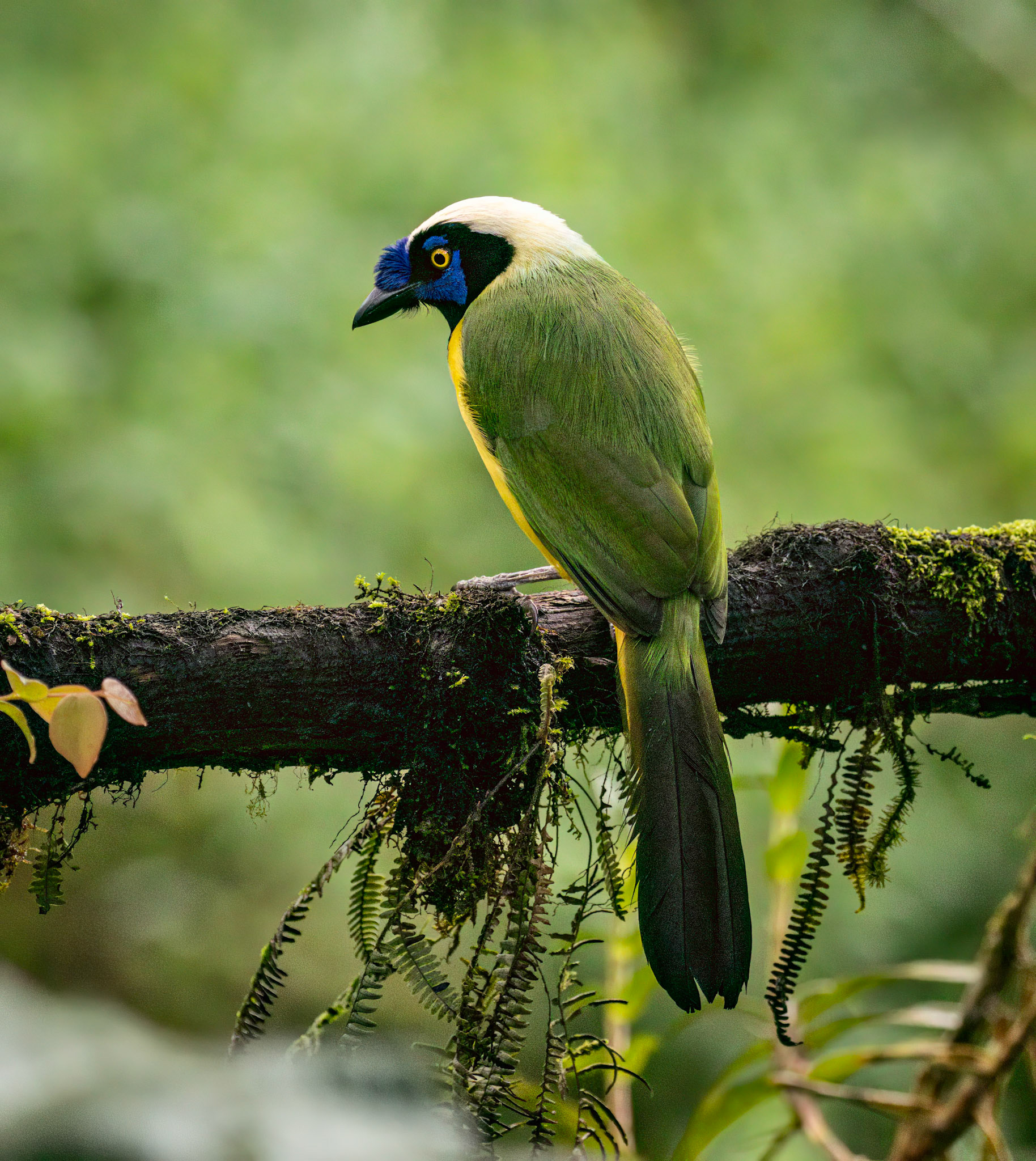 Green Jay