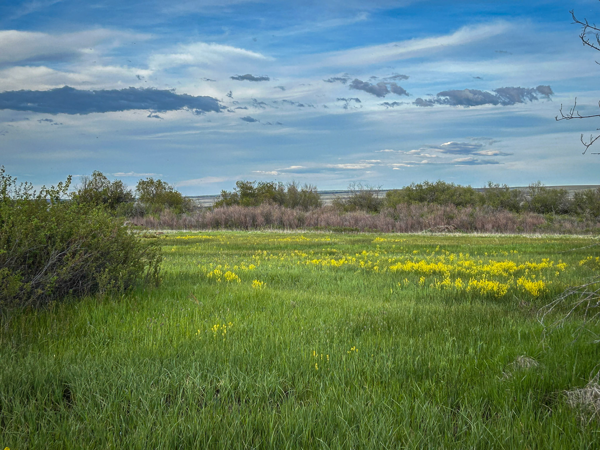 Malheur National Wildlife Area: Bobolink Alley