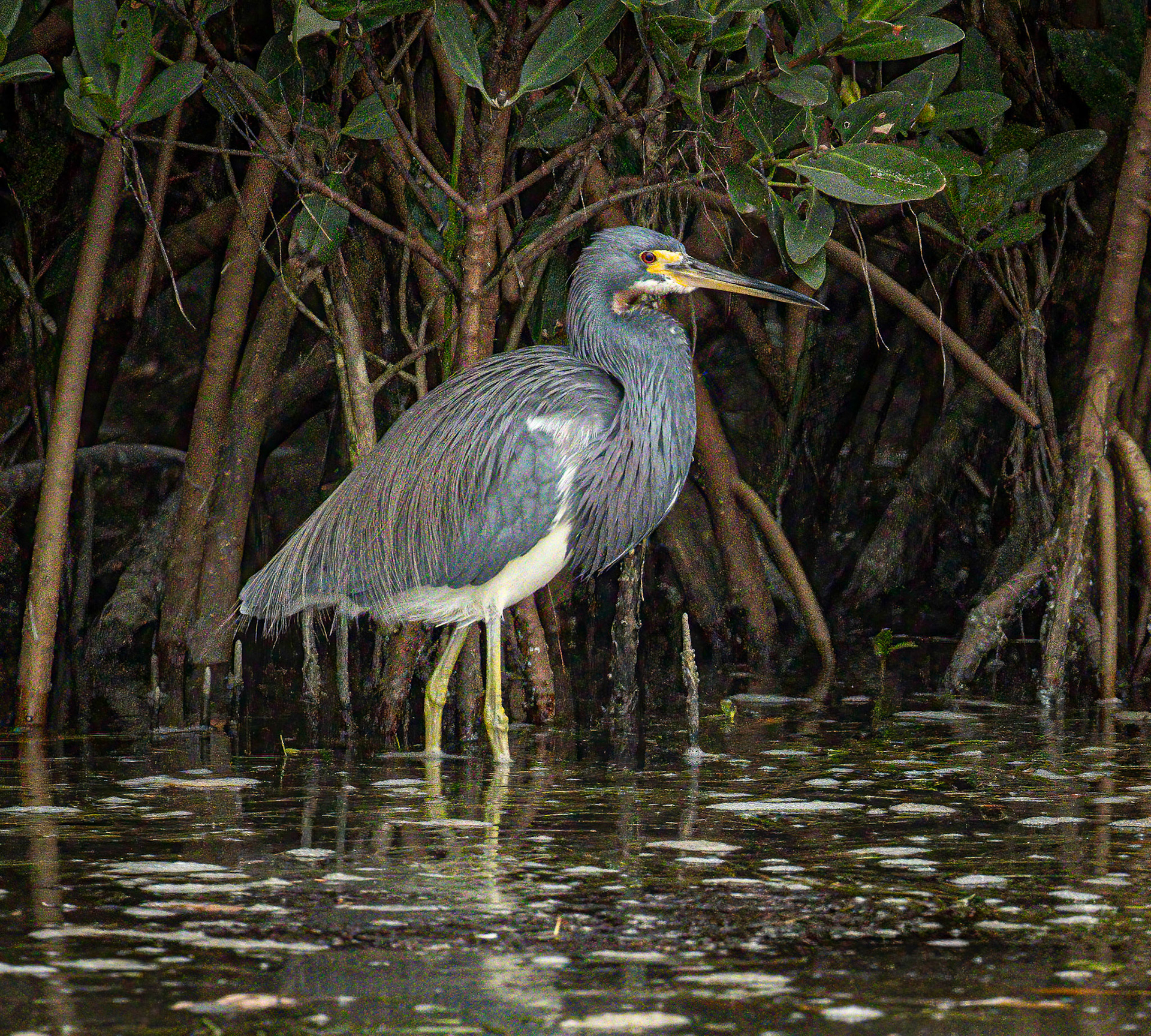 Tricolored Heron