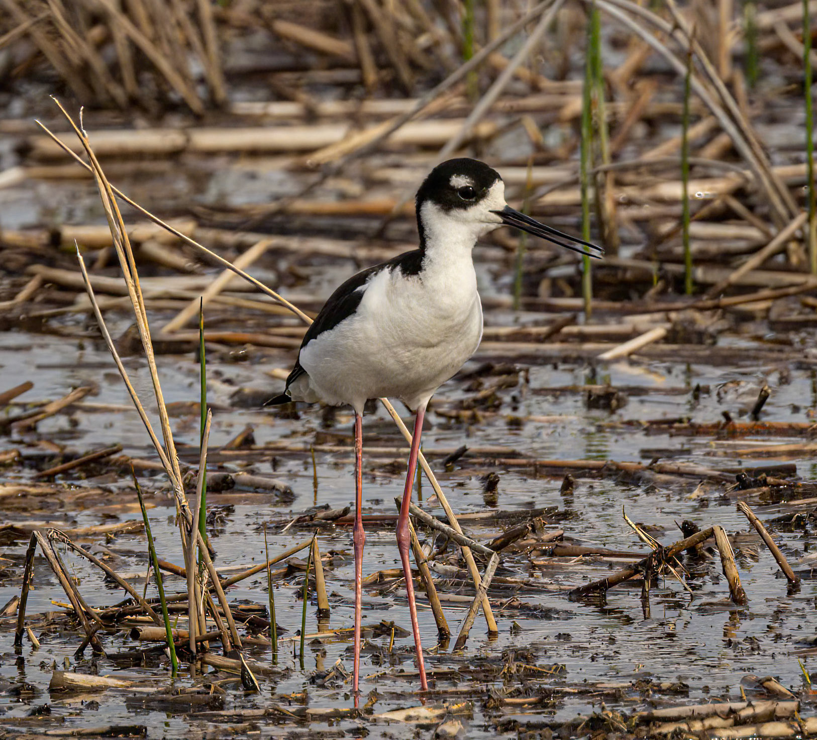 Black-necked Stilt
