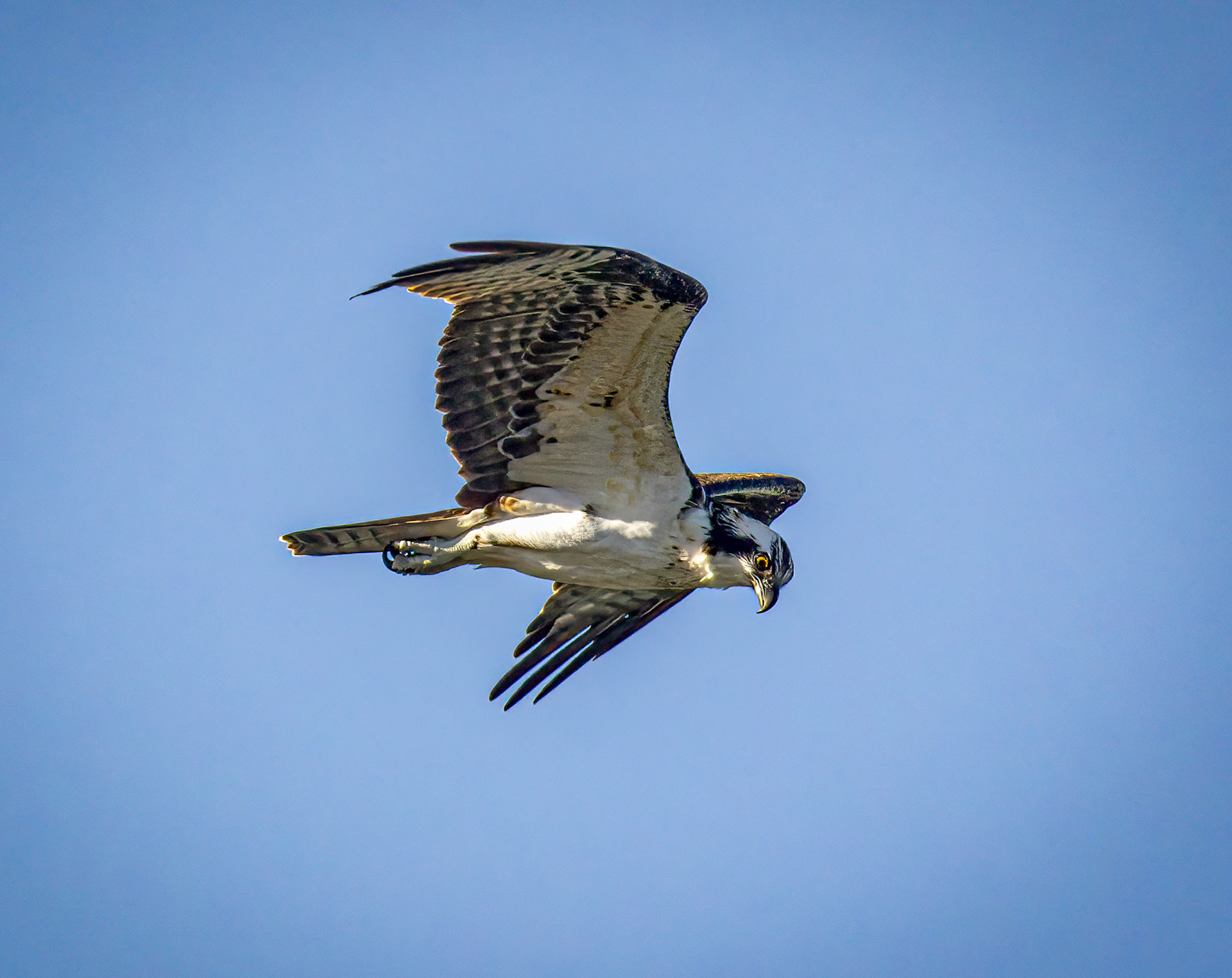 osprey