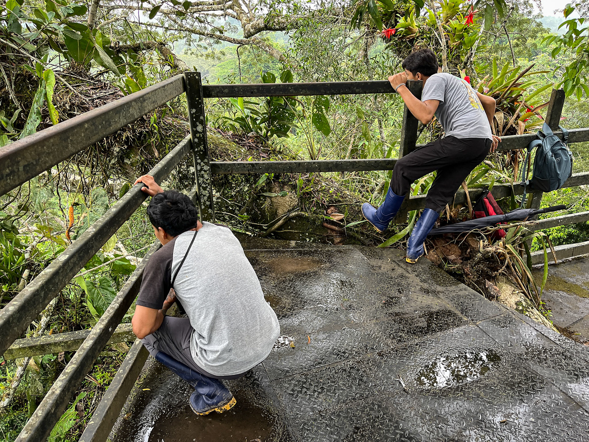 Birding the Sani Lodge Tower