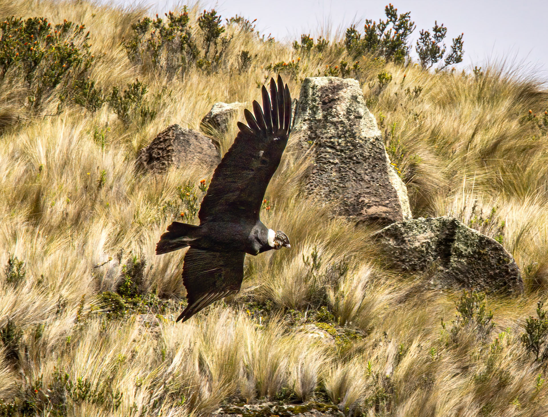 Andean Condor